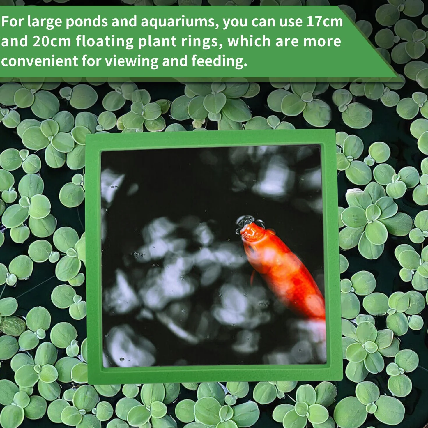 Anneaux de Plantes Flottantes d'Aquarium 10 Pièces 5 Tailles Ronds et Carrés