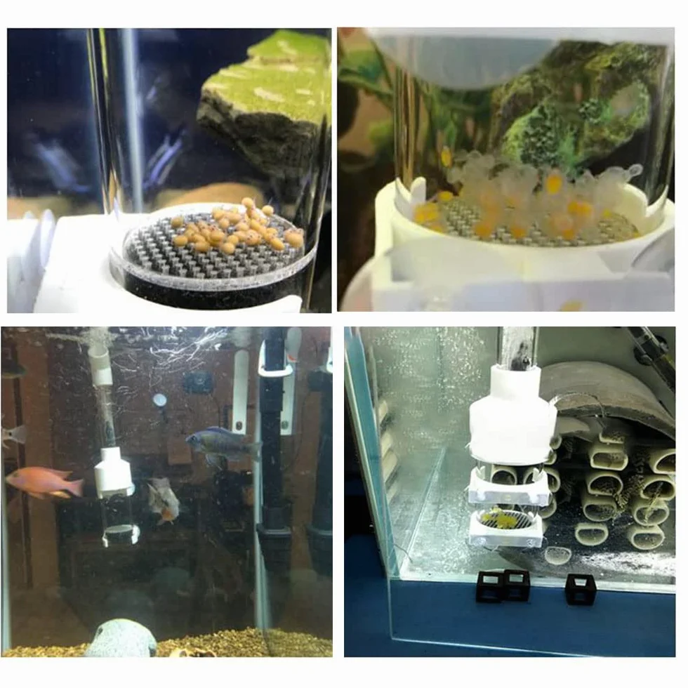 Incubateur d'œuf de poisson pour bébé - 50 mm - Pour aquarium, cichlidé, aquarium