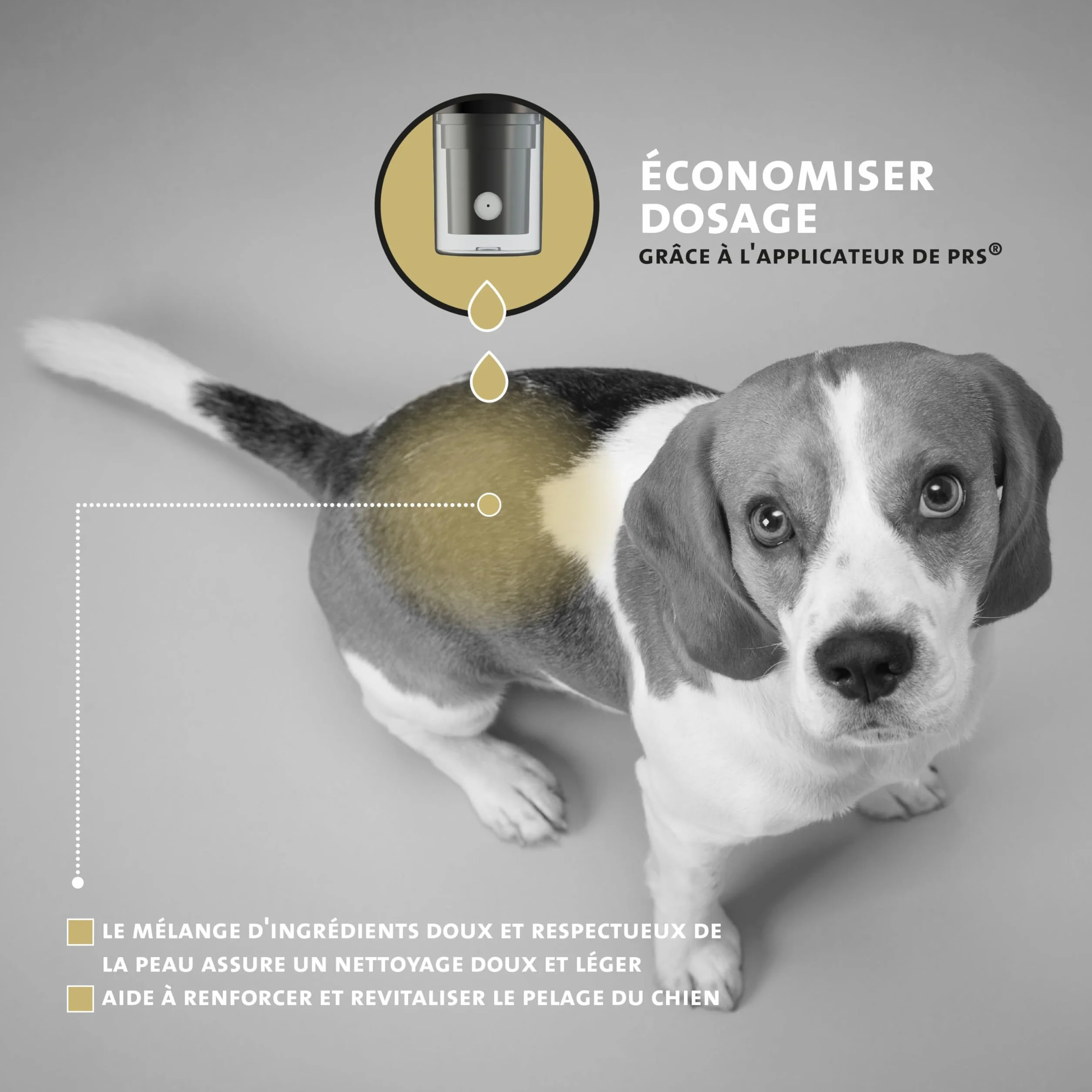 Peticare Shampoo Sec Naturel pour Chiens | Nettoyage sans Stress et Eau | Contre la saleté, Les odeurs | Soin du Pelage pour Tous Types de Poils | avec Huile d'argan et de Coco | petDog Health 2111
