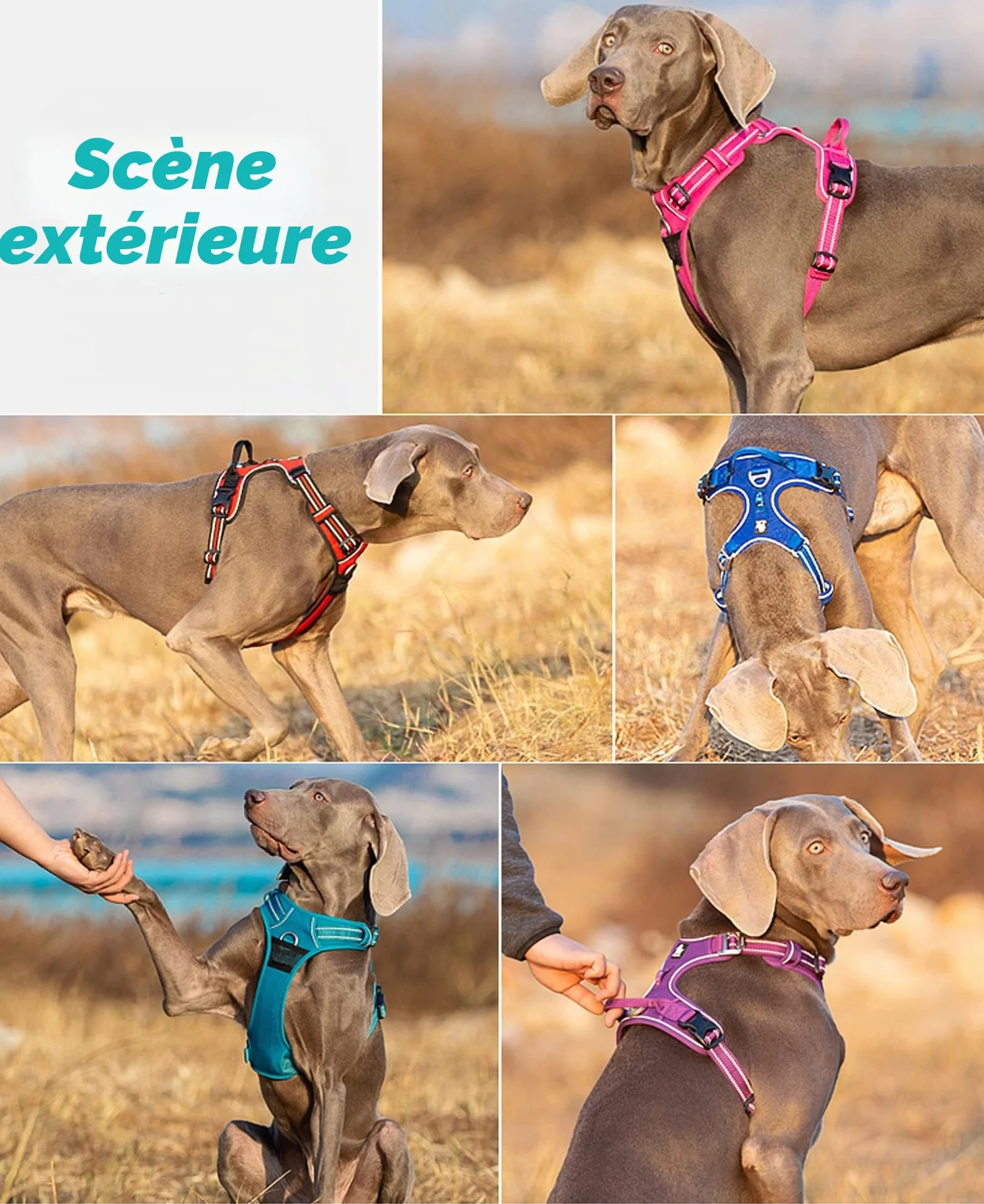 Harnais pour Chien No Pull Nylon Souple Réfléchissant Réglable Petit Grand Animal Domestique