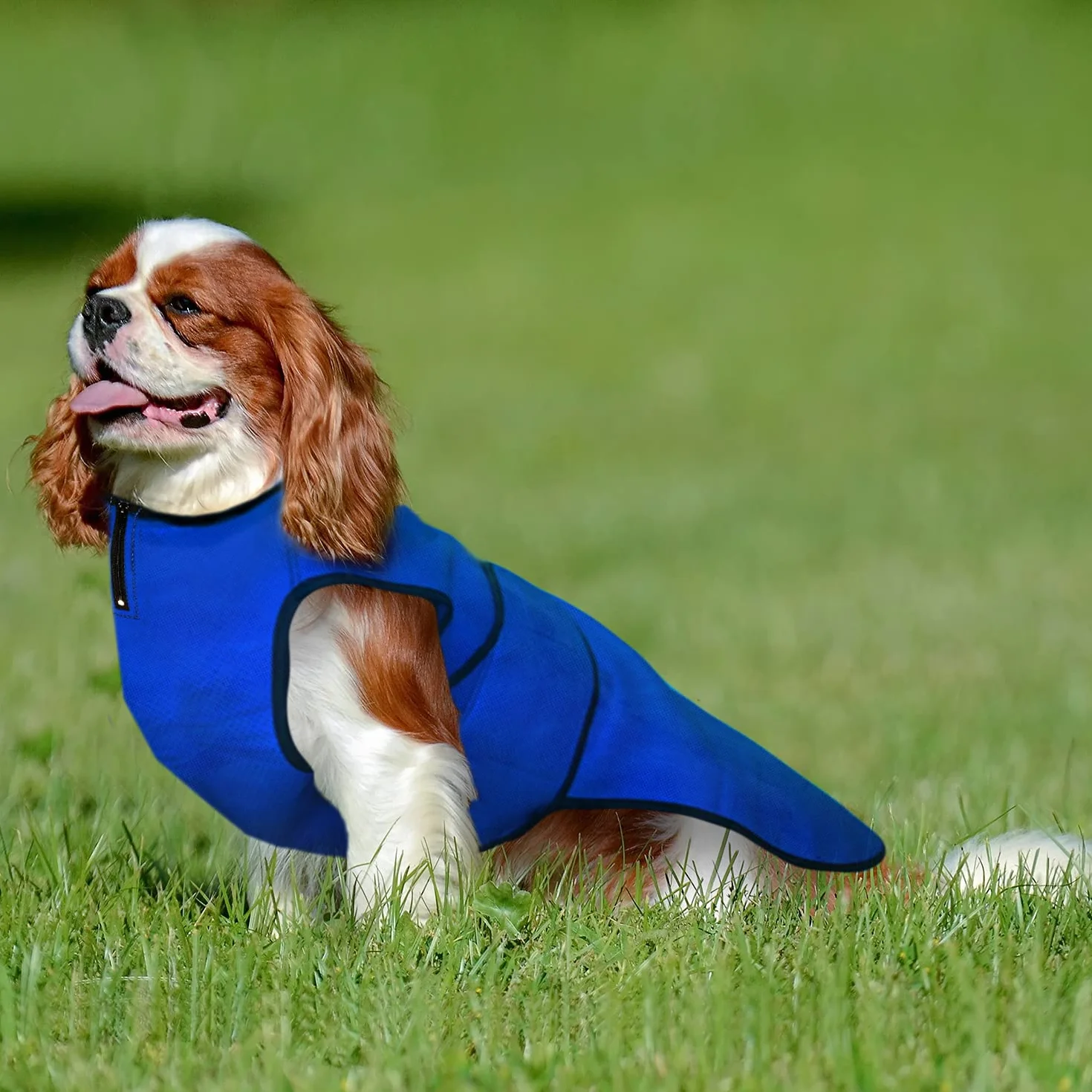 Lautus Pets Gilet Fraicheur Chien Veste Légère Petits Chiens Fermeture Éclair Velcro Promenades Voyages Extérieur M