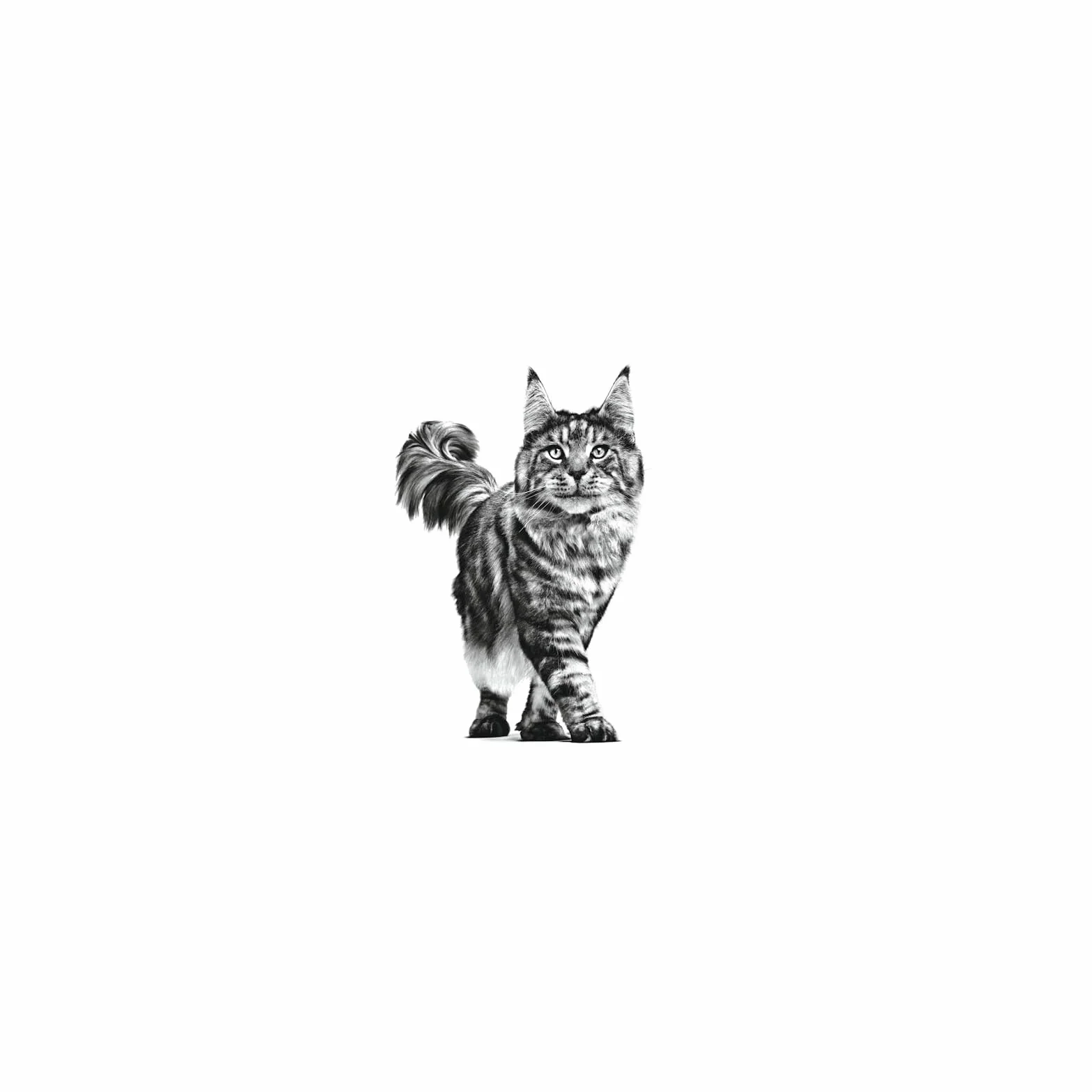 ROYAL CANIN Early Renal Chat 3,5 kg