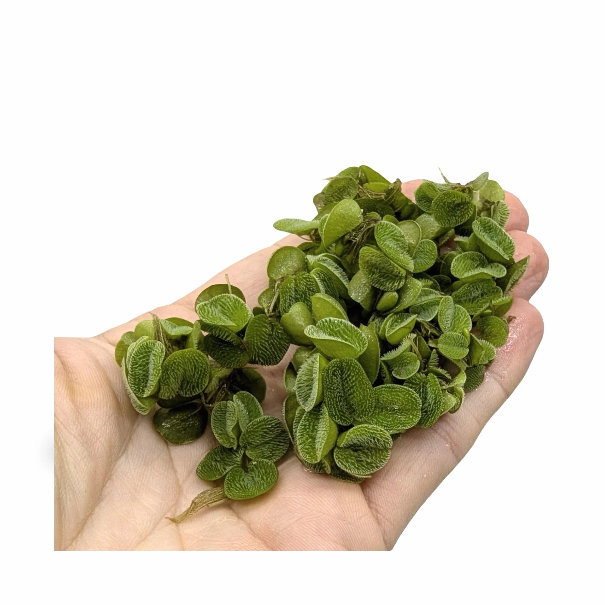 Salvinia auriculata natans 10 Live Plantes flottantes Aquarium