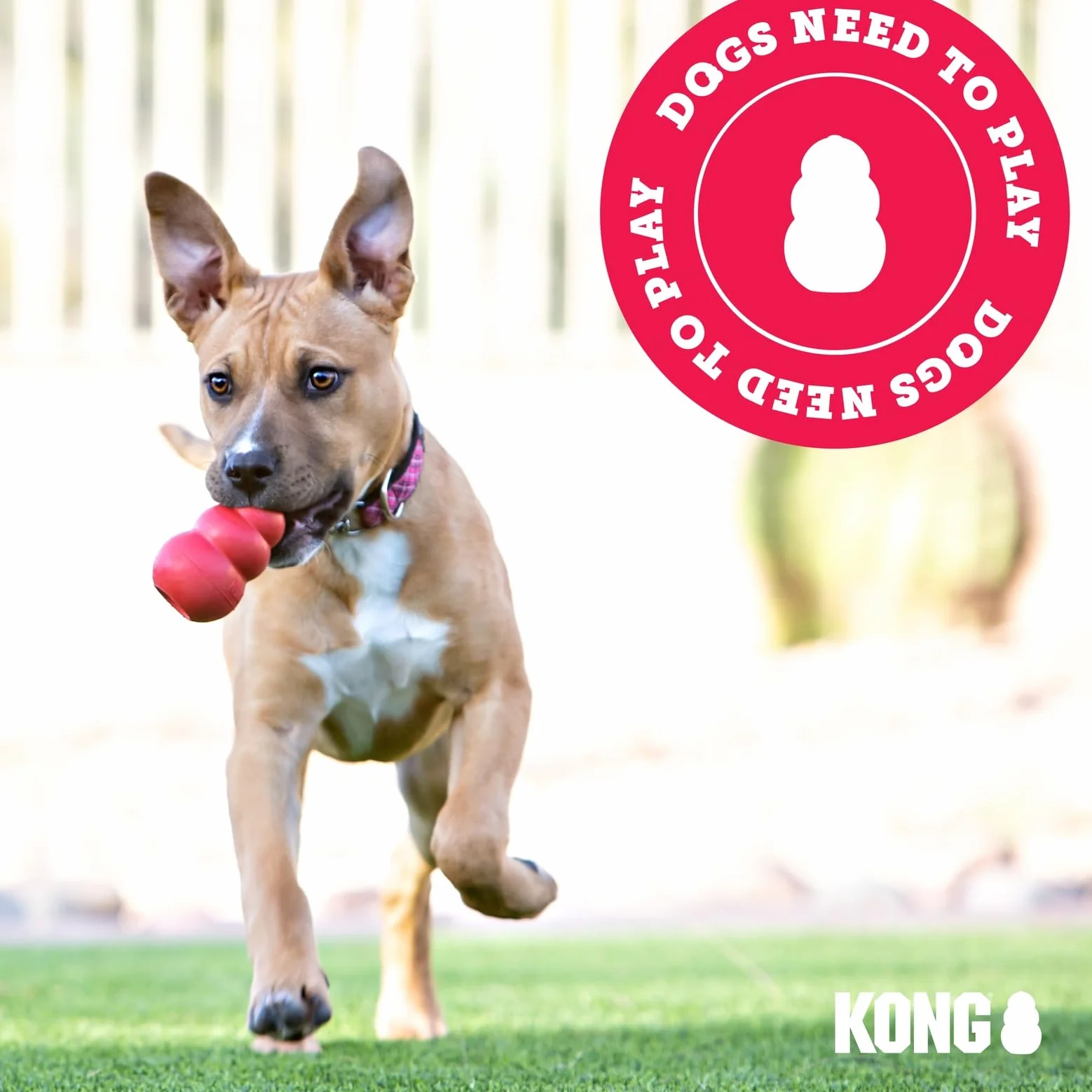 KONG Senior Jouet pour Chien Caoutchouc Naturel Doux Remplissable Friandises Chiens Âgés Moyens