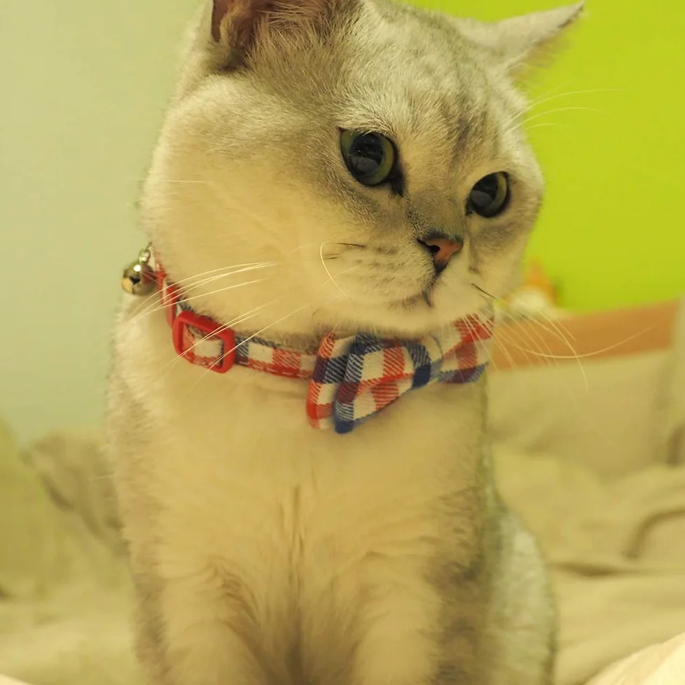 Collier pour chat avec clochette et nœud papillon, motif écossais, collier de sécurité réglable (17 à 27 cm)