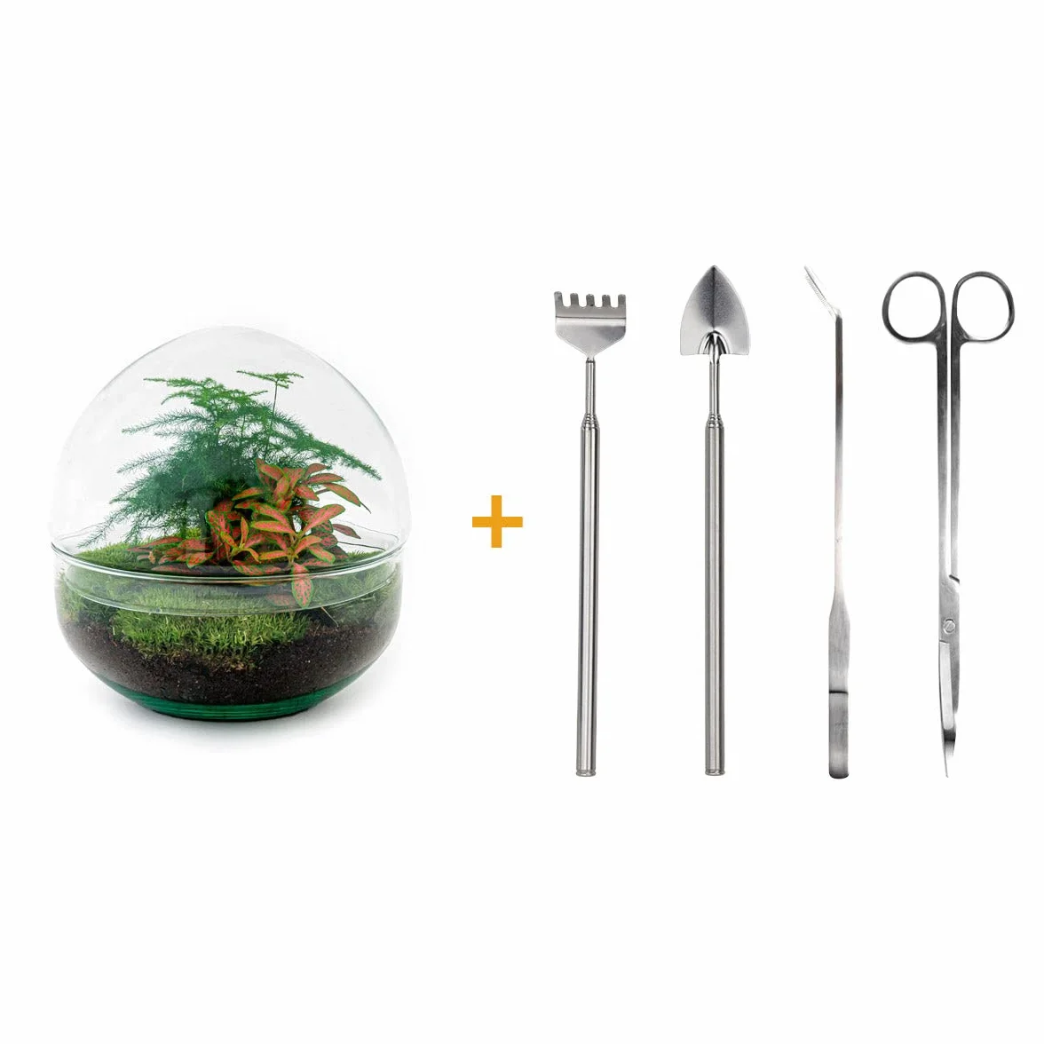Kit DIY Terrarium Dôme Écosystème avec Plantes 20 cm