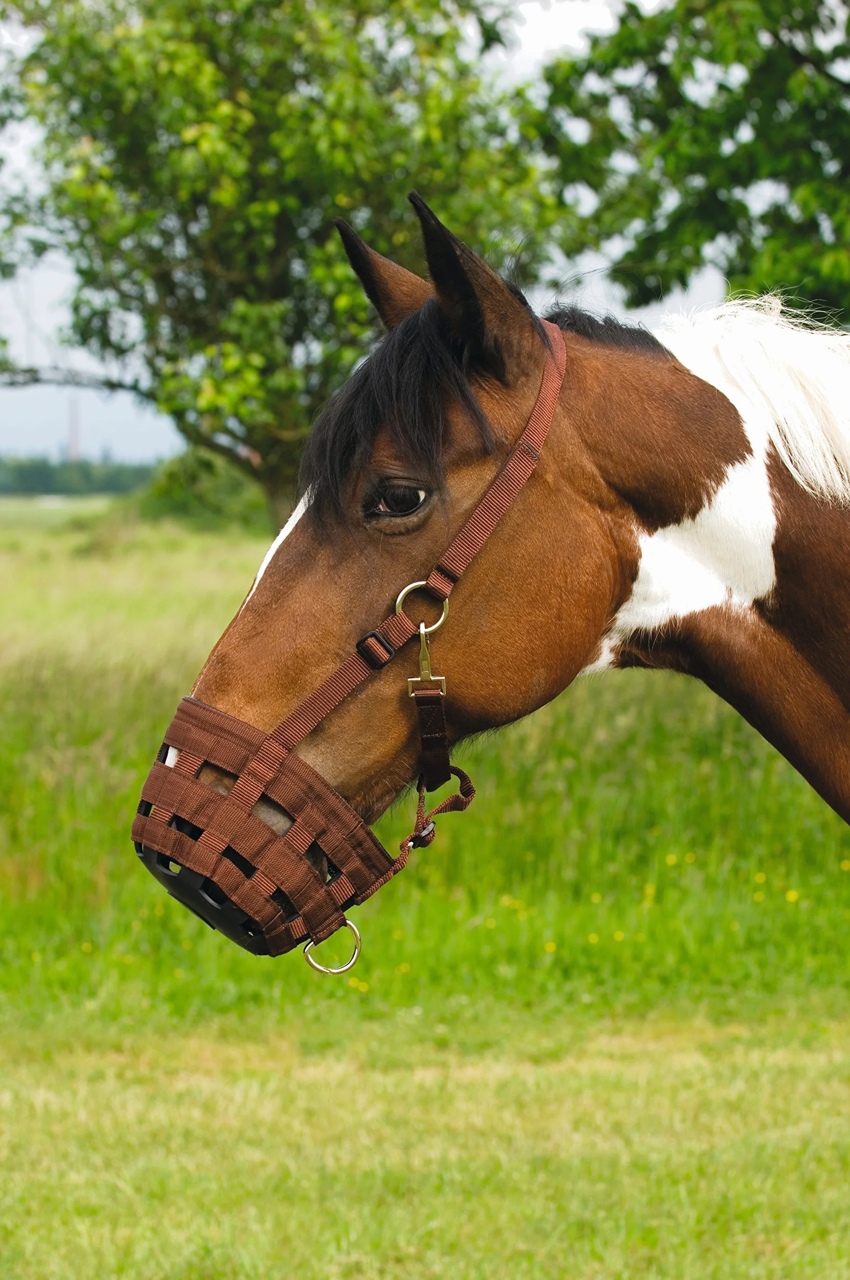 Muselière nylon chocolat poney