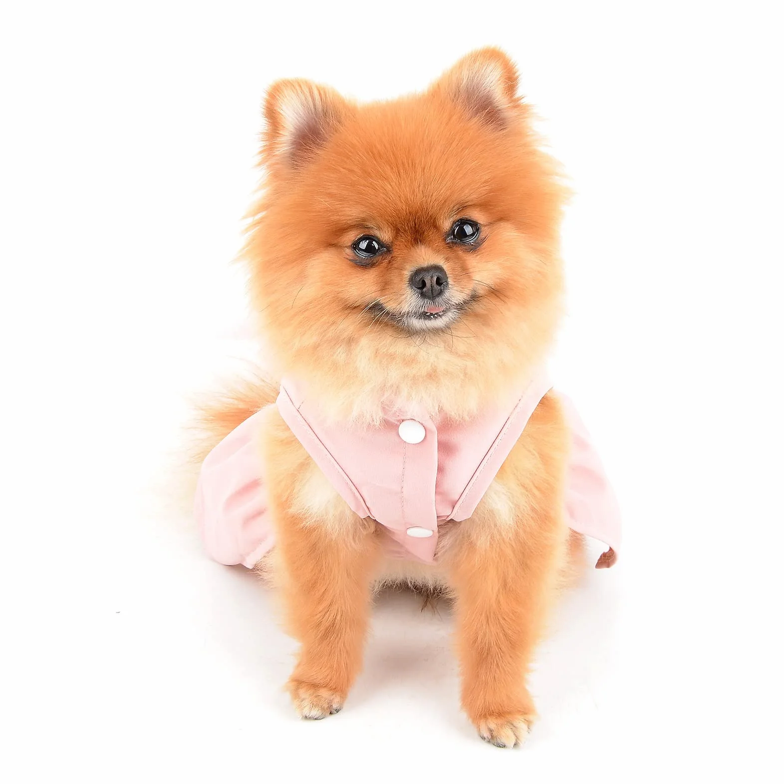 Angel Wing Robe Harnais et Laisse pour Chien et Chat, Robe d'été avec Anneau en D, Jupe pour Chiot, Vêtements Printemps-été pour Yorkshire Chihuahua, Rose, XS