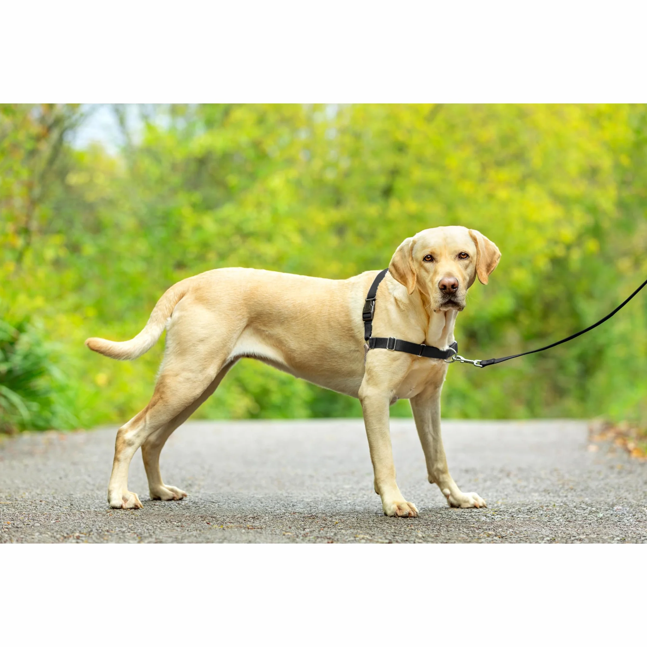 PetSafe Harnais Easy Walk Anti-Traction Laisse 1,8 M Noir Taille L
