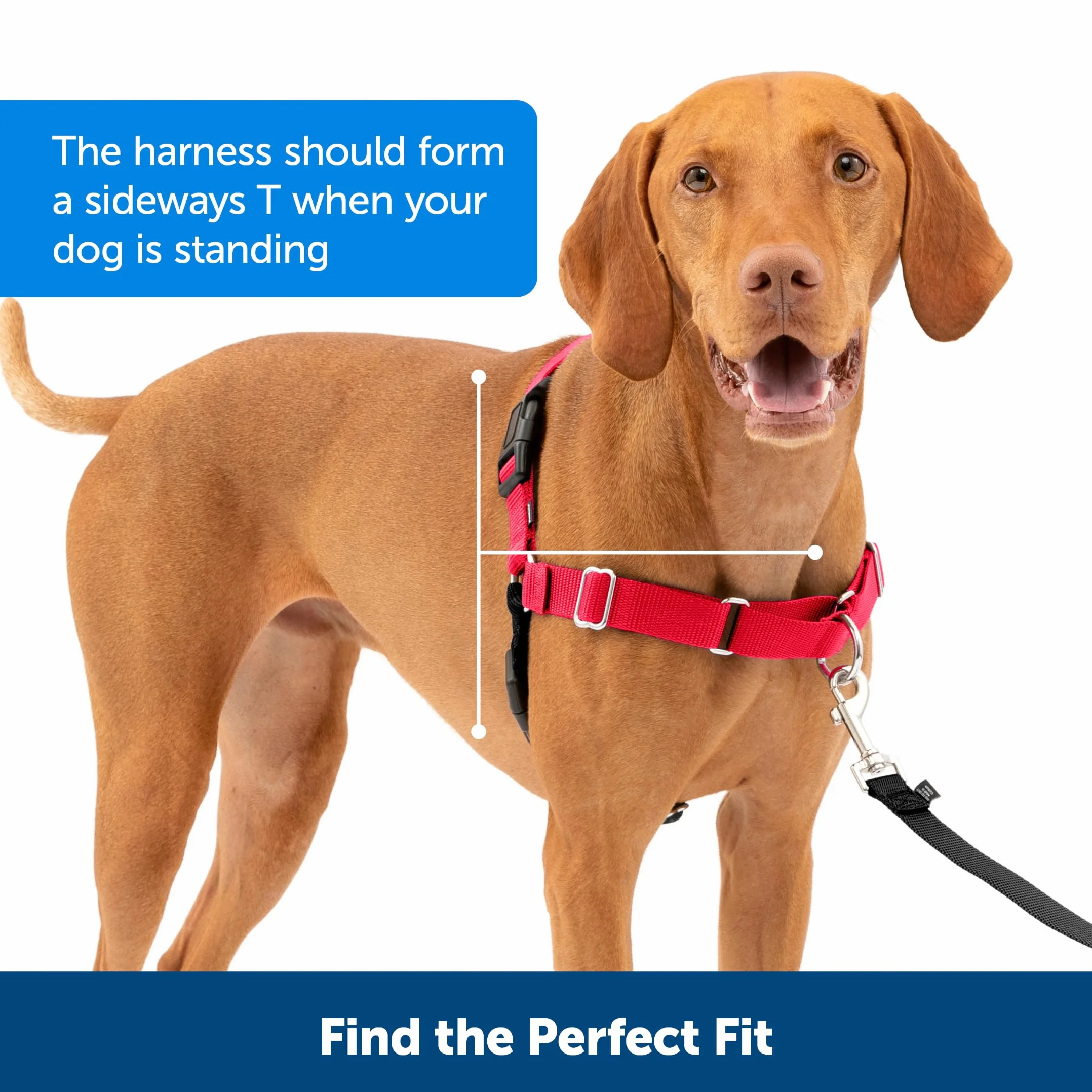 PetSafe Harnais Easy Walk Anti-Traction Laisse 1,8 M Noir Taille L