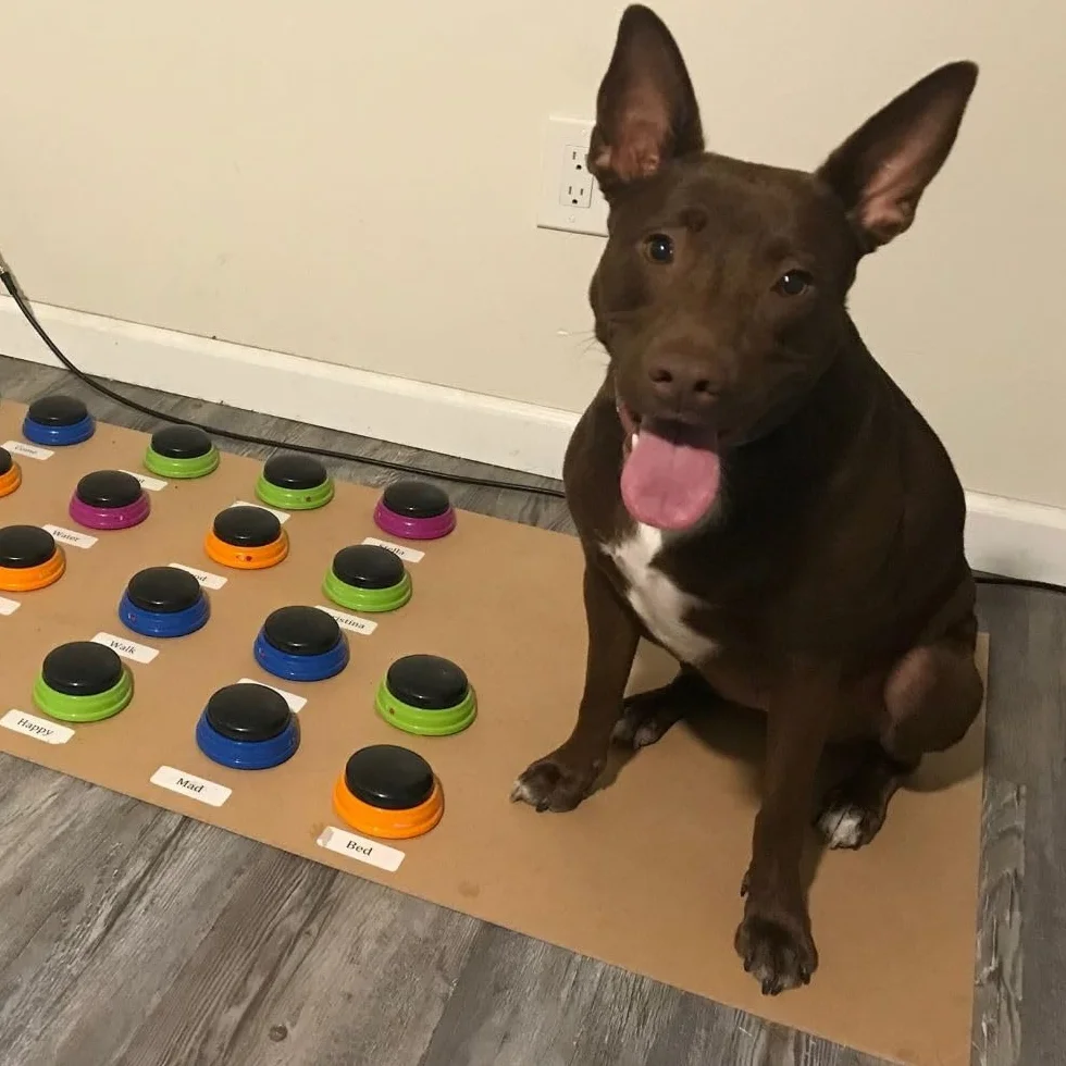 Learning Resources Hunger for Words Kit de démarrage pour Chien Parlant, Boutons avec Message enregistrable pour Chiens, Boutons pour Chien Parlant, apprends à Ton Chien à Parler