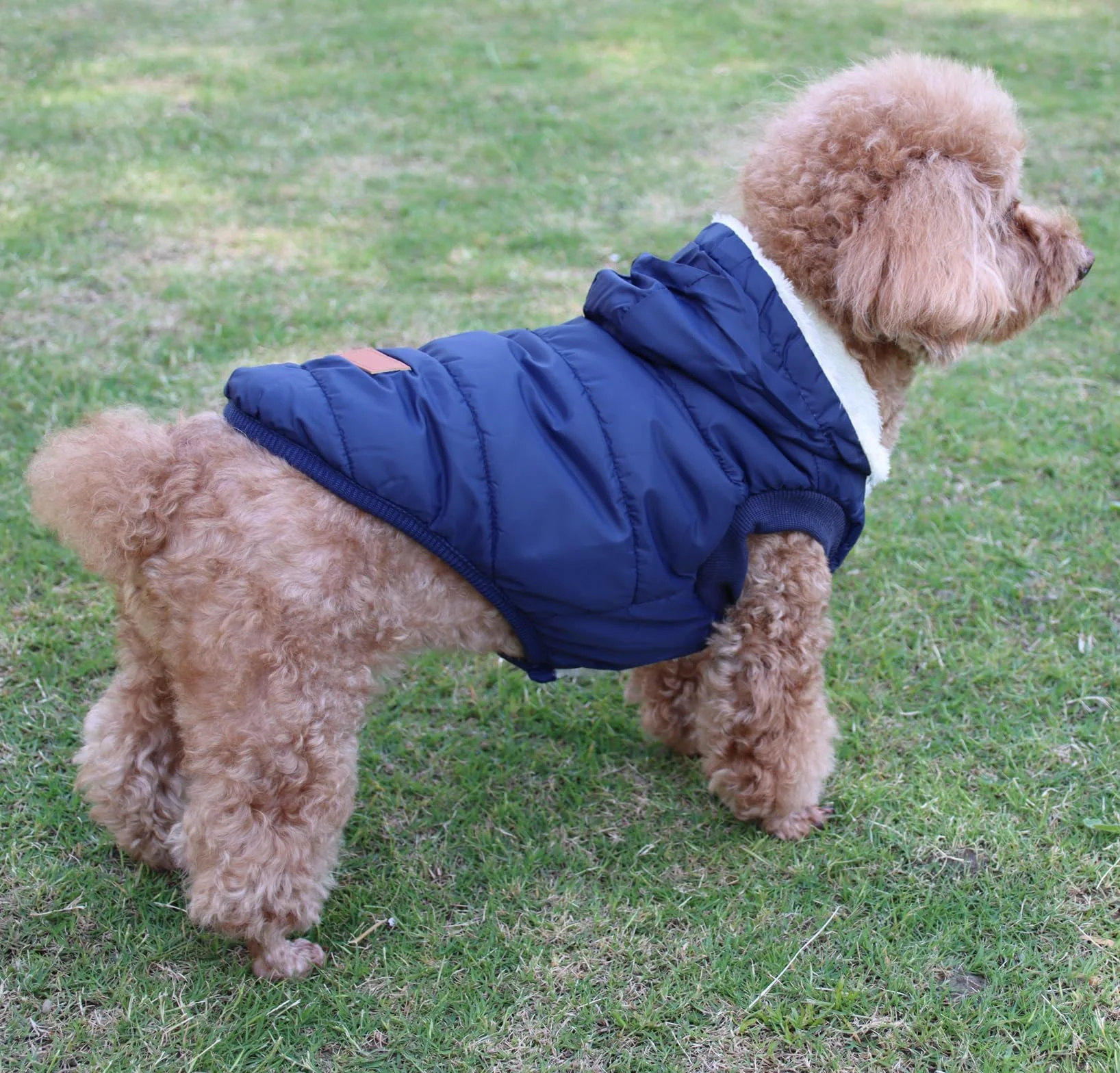 Sweat à capuche en polaire et coton pour chien JoyDaog