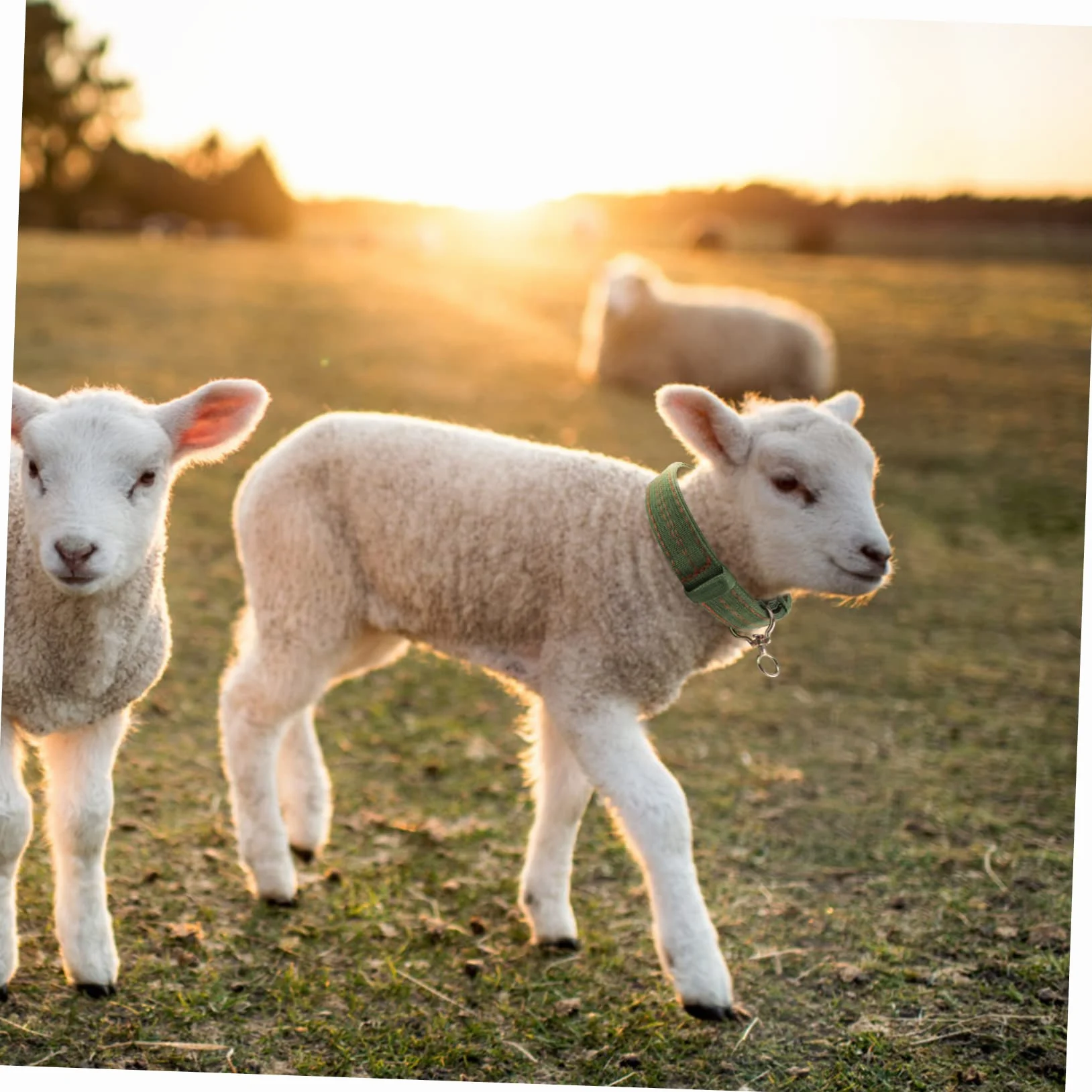 Collier pour Moutons en Toile Vert, Boucle Anti- Confortable, Réglable pour Animaux D'élevage, Traction et L'attache du Bétail