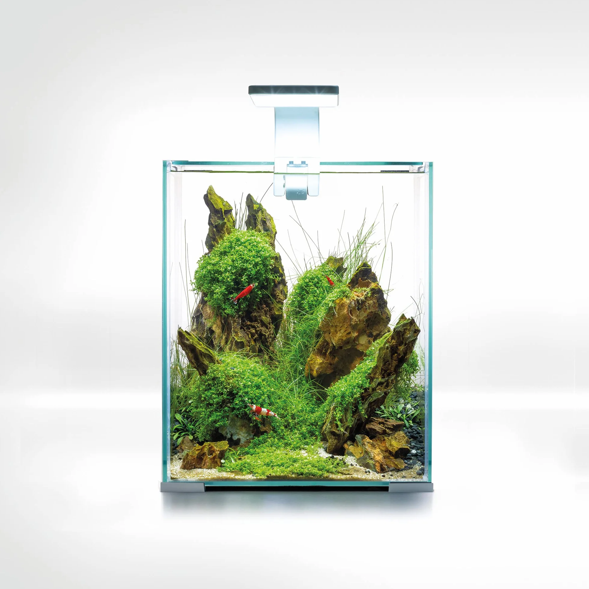 Shrimp Smart D&N 20 ECOM Set de Shrimp Blanc