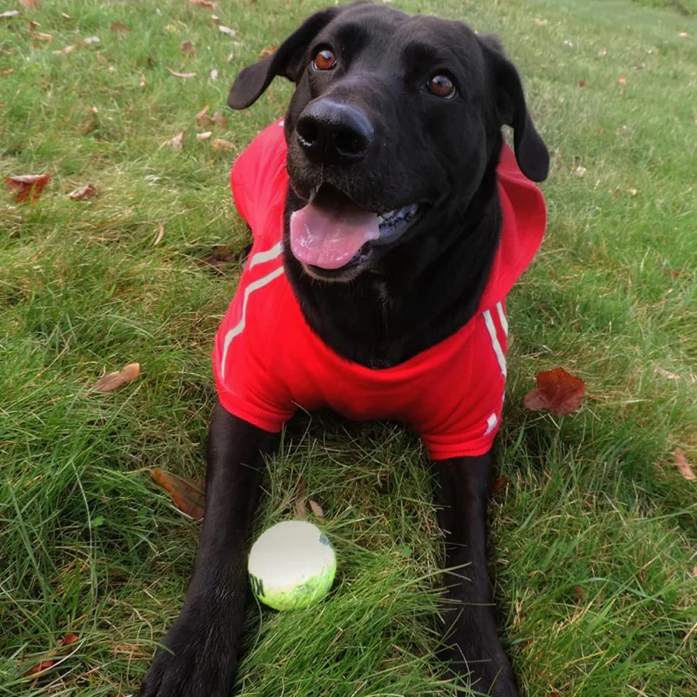 Sweat à Capuche Chaud Coton pour Chien, Noir, 3XL