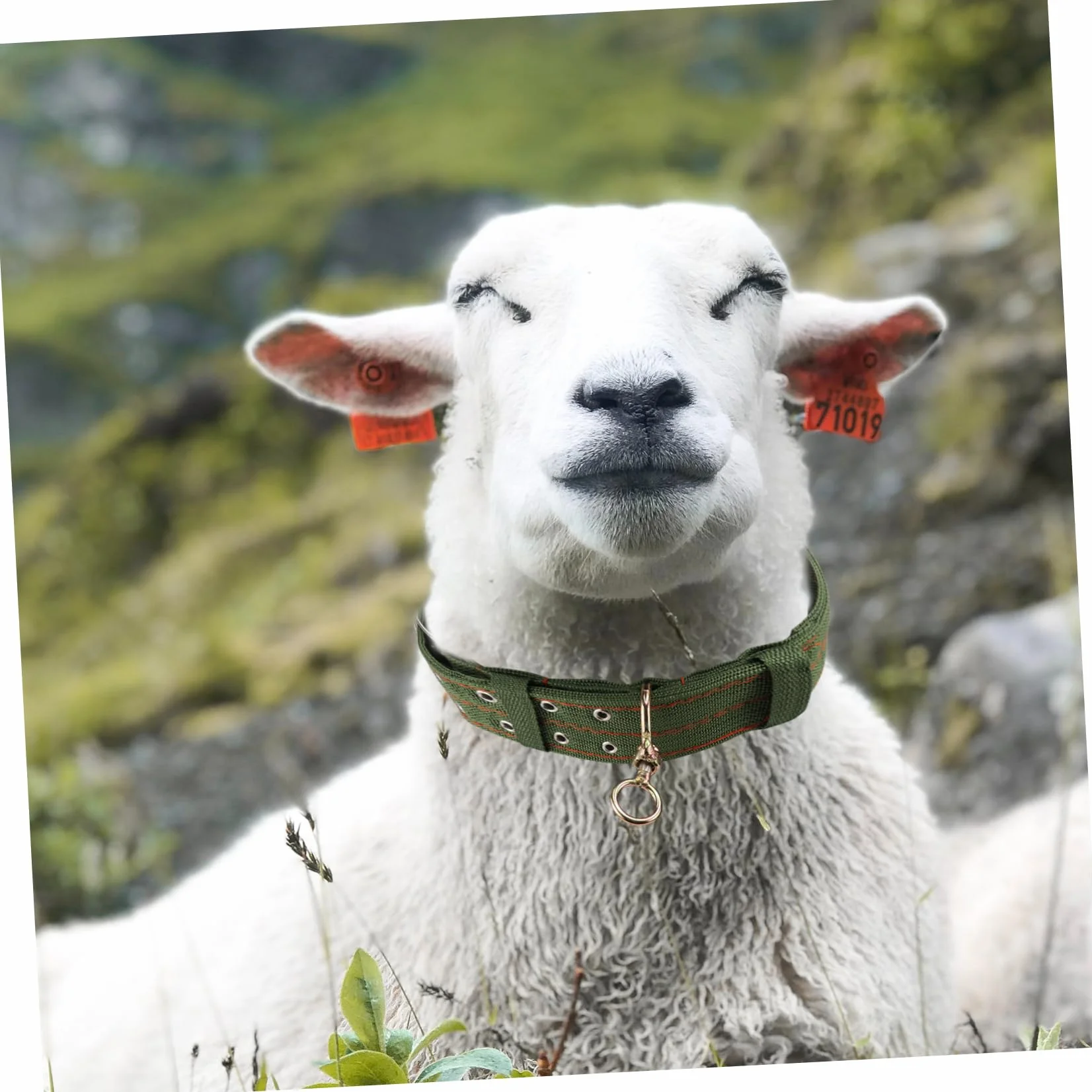 Collier pour Moutons en Toile Vert, Boucle Anti- Confortable, Réglable pour Animaux D'élevage, Traction et L'attache du Bétail