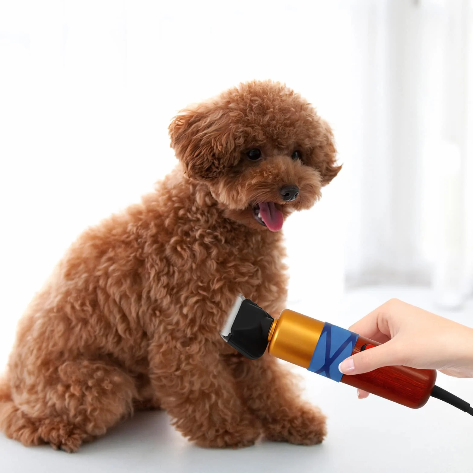 Tondeuse électrique 200 W pour mouton, animaux de compagnie, avec mallette