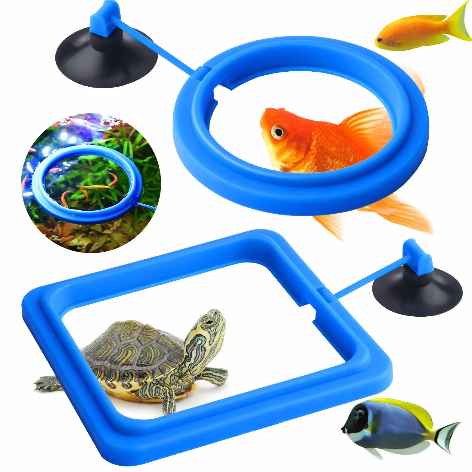 Lot de 2 mangeoires pour poissons d'aquarium - Accessoires circulaires pour guppys, bettas, poissons rouges, tortues (bleu)