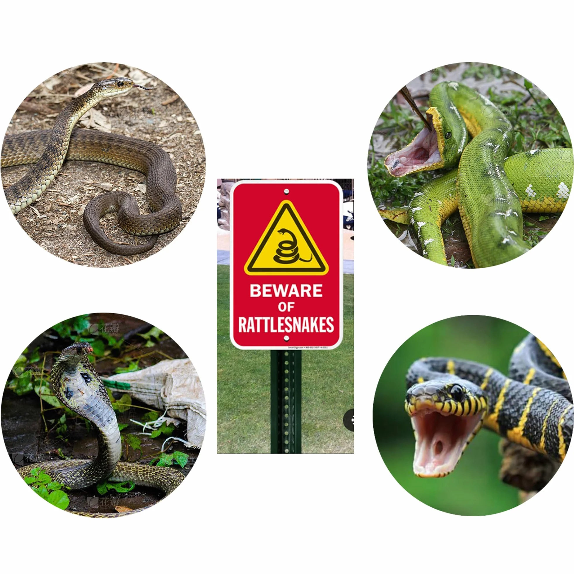 Filet de capture serpent avec poignée télescopique, outil pour attraper et enlever reptiles