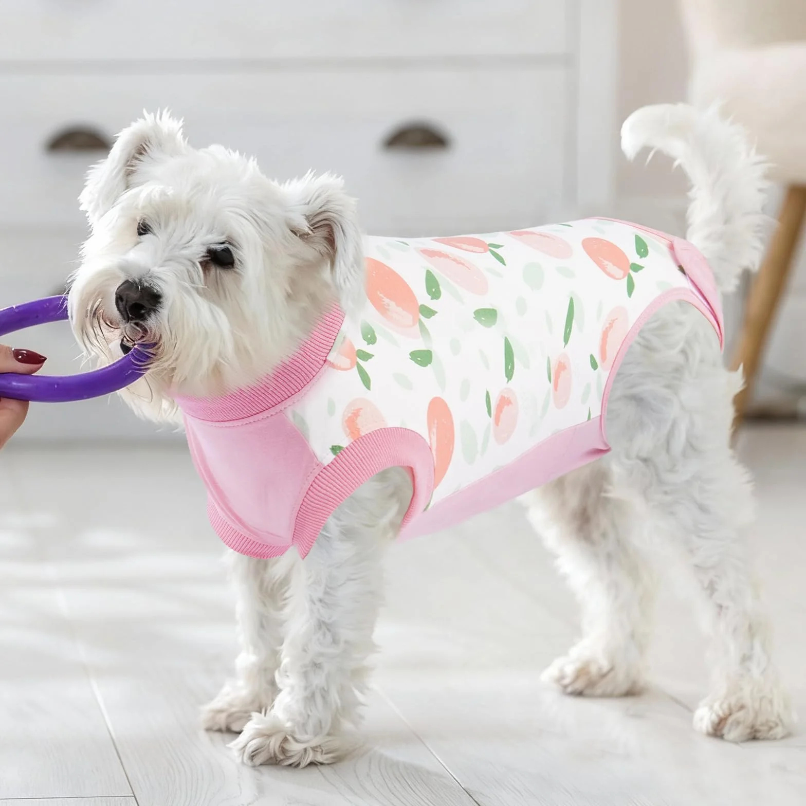 Body pour Chien Après Stérilisation Vêtement Chirurgie Post-Opératoire Pêche XL