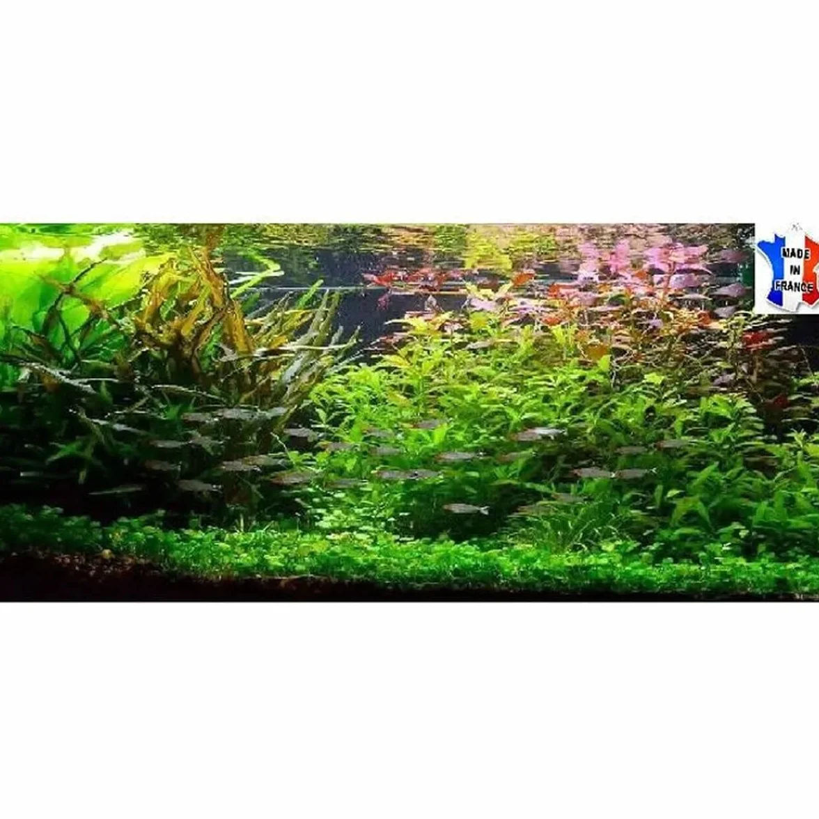 40 plantes vivantes aquarium 8 variétés racines tiges + 5 gratuites