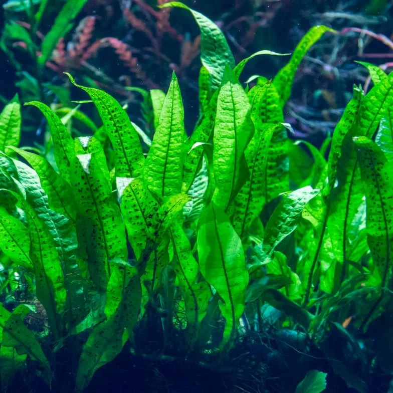 Microsorium fougère de Java plante aquarium très résistante pour roche et bois