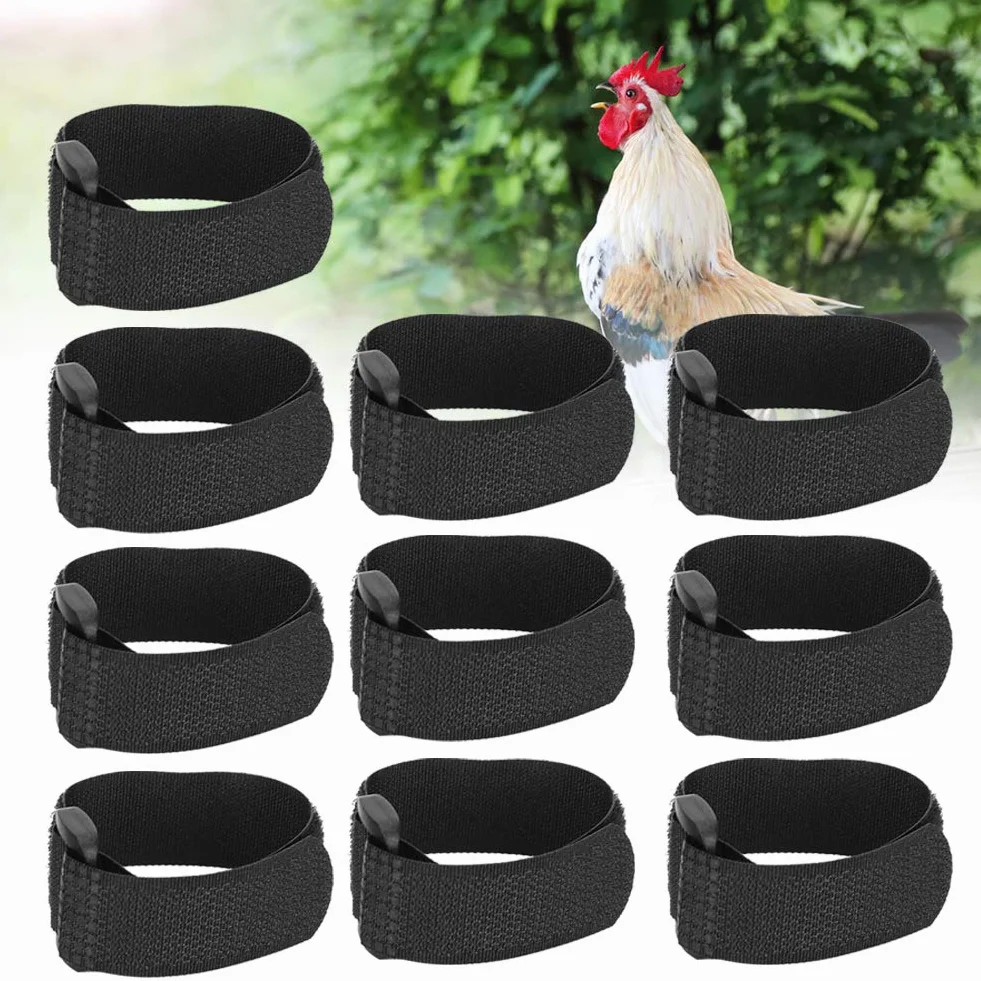 Collier anti-crochet anti-bruit pour coqs d'animaux de compagnie, 10 pièces, empêche les poules de crier (style normal) (Type 2)