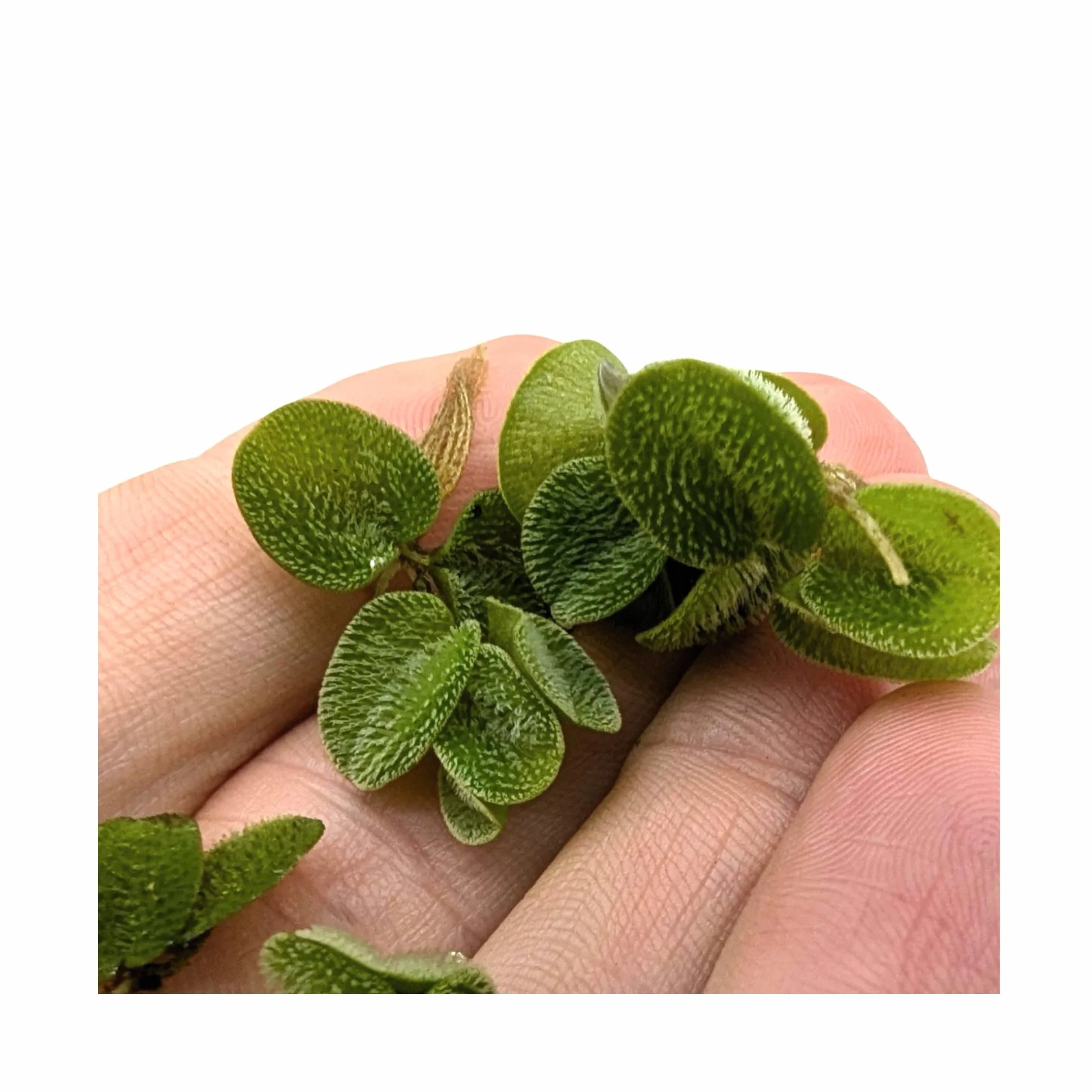 Salvinia auriculata natans 10 Live Plantes flottantes Aquarium