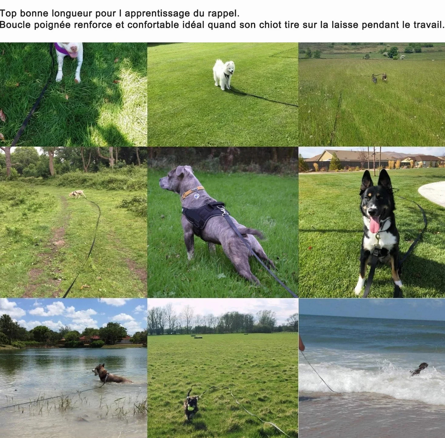 Longe de Dressage pour Chien 5m-30m avec Poignée