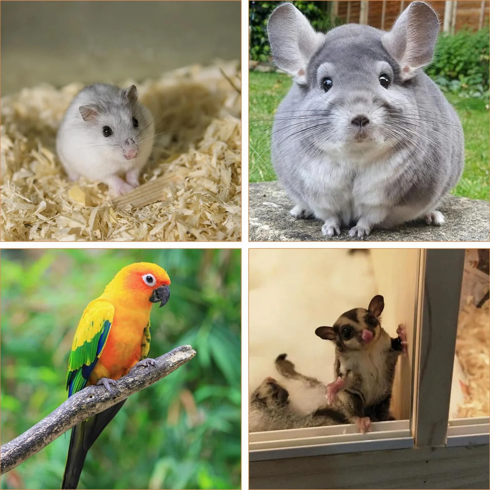 Lot de 10 accessoires pour hamster en bois, jouets pour hamster, plate-forme pour petits animaux, avec planche à sauter, surfaces rectangulaires rondes et 5 balles pour cochons d'Inde, chinchilla
