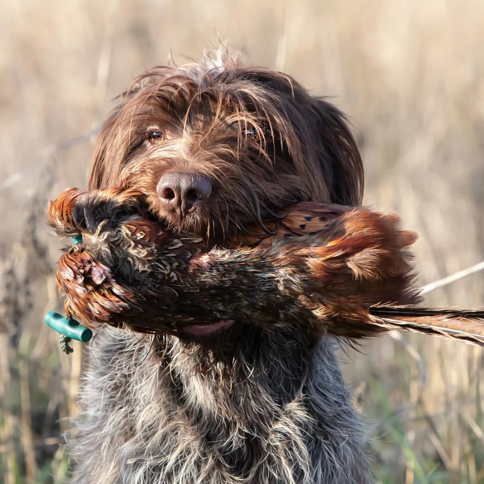 Romneys Fasanendummy 500 g avec véritable robe en plumes flottant pour formation chiens de chasse
