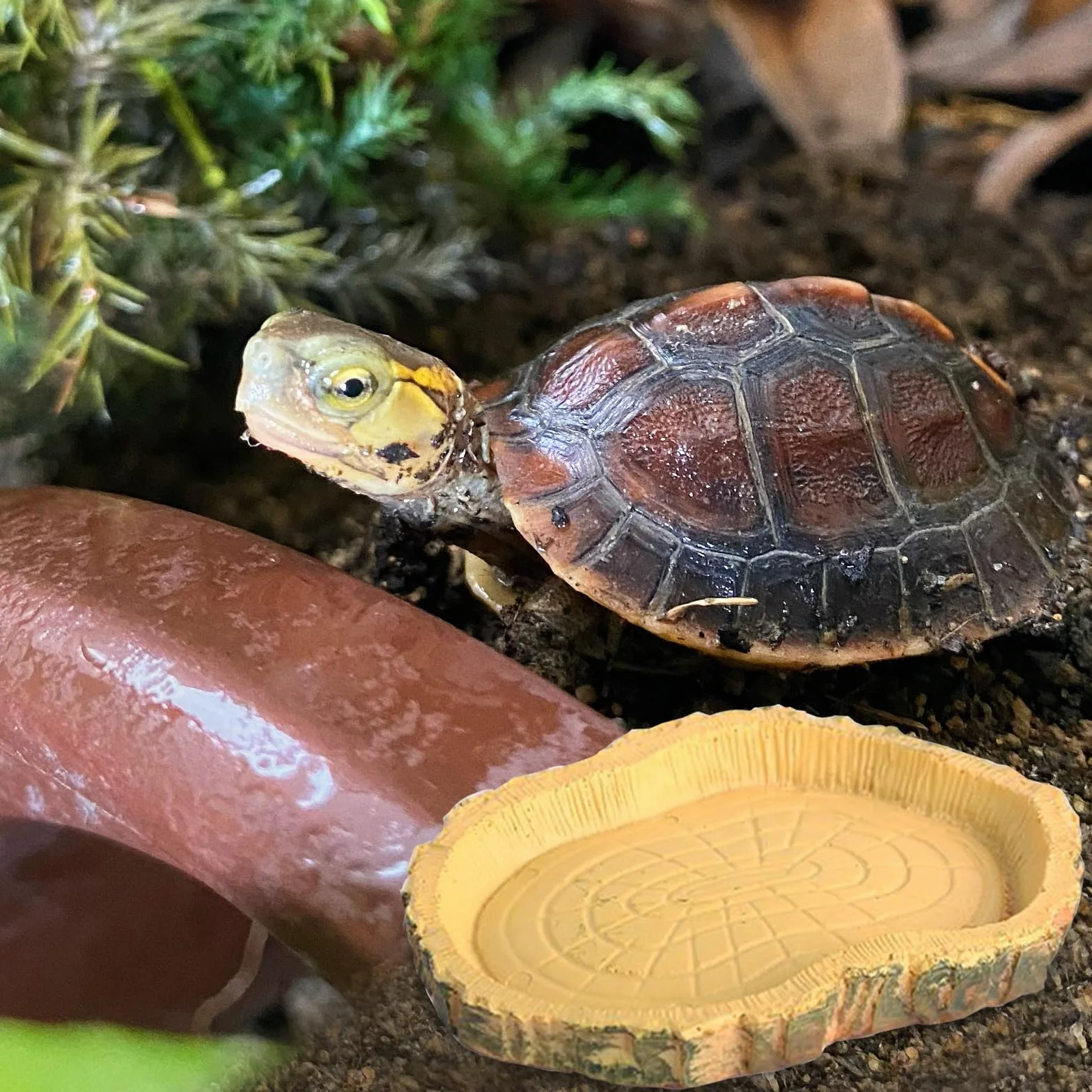 Lithyc 2 pièces Bols à Eau pour Reptiles - Abreuvoir Tortue Terrestre - Nourriture Bol Reptiles en Feuilles