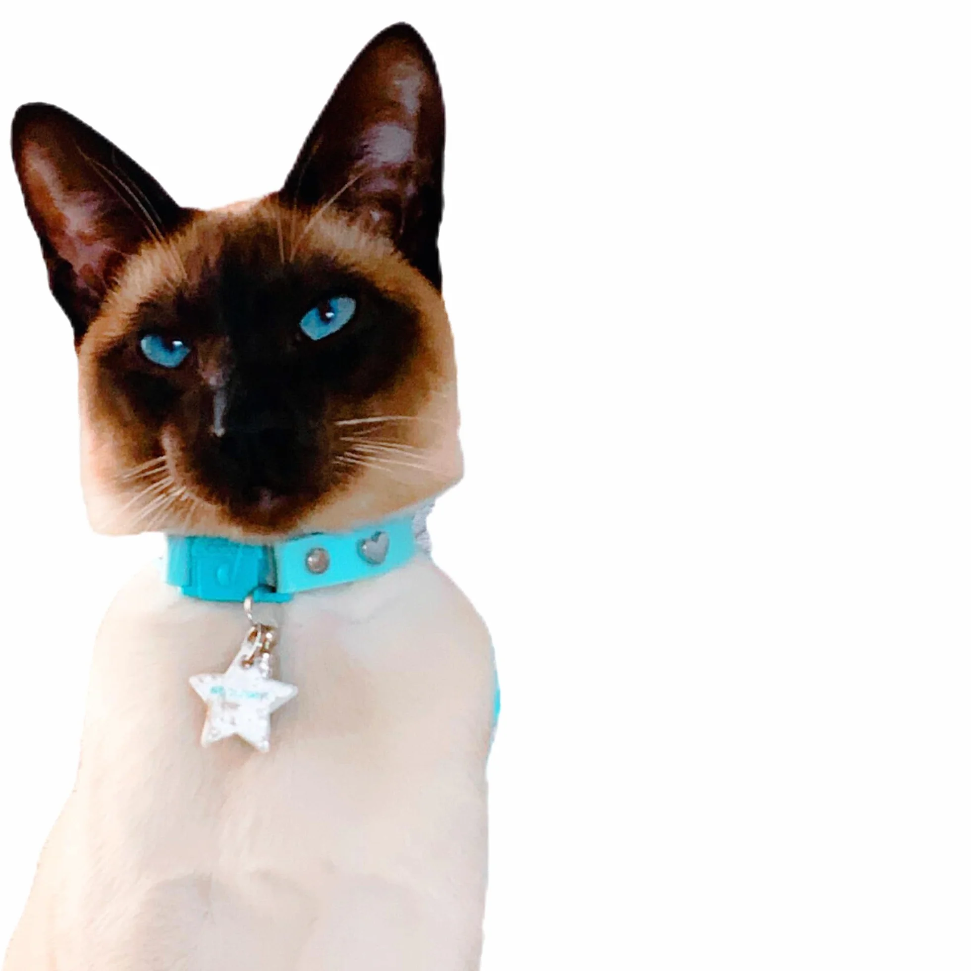 Kittyrama Médaille de Chat Réfléchissante Nuage Haute Visibilité Imperméable Léger