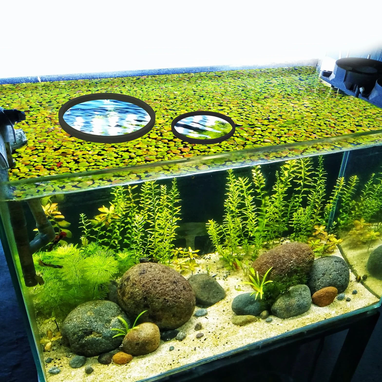 PEUTIER 5 Pièces Anneaux Flottantes Aquarium Mousse Anneau Alimentation Poisson Noir