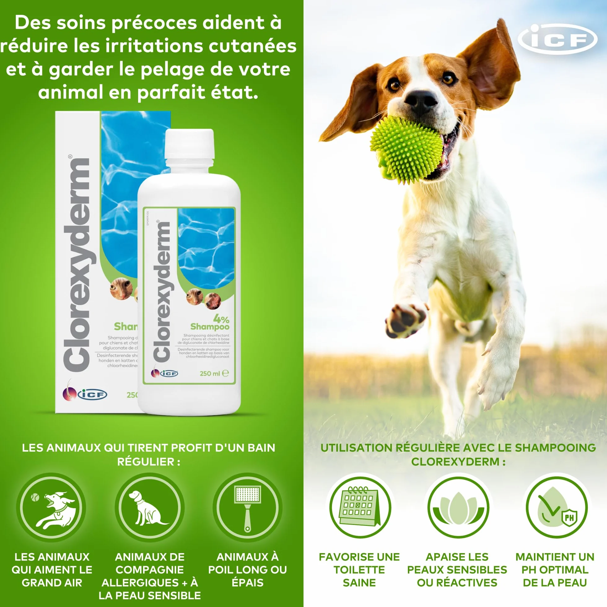 ICF | Clorexyderm 4% Shampoing Chien | Shampooing Chien Antiseptique, Hydratant et Anti Odeur pour Chien et Chat | Assainit, Hydrate et Protège la Peau | 250ml
