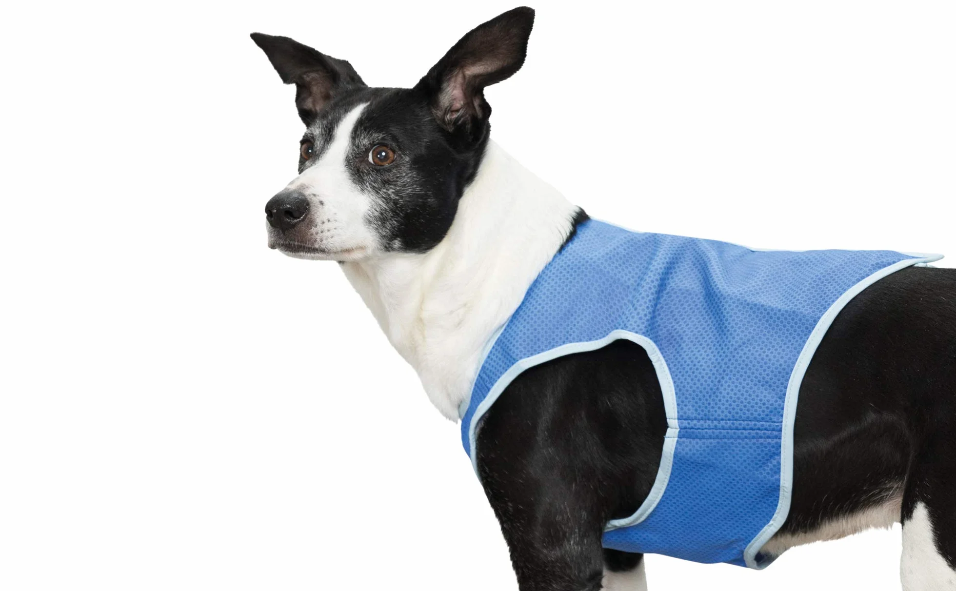 Trixie Veste Rafraîchissante pour Chien Taille S Bleu