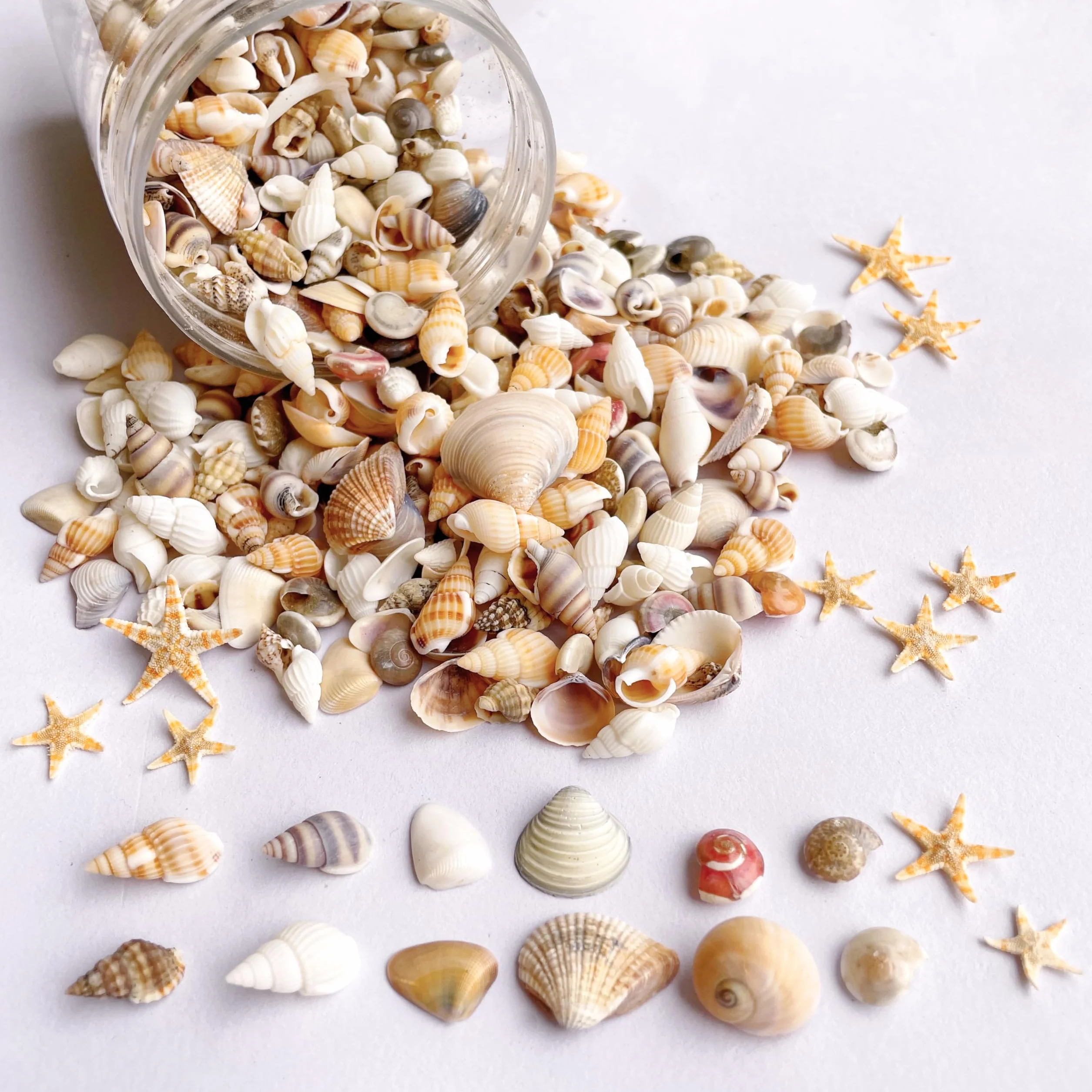 1200 pièces coquillages de mer et 10 étoiles de mer - Mélange coquillages plage spirale pour aquarium vase décoration fête thème plage