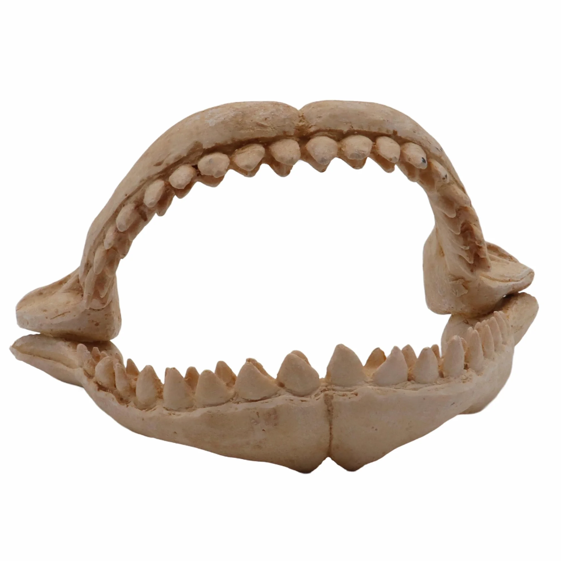 CROCI Dents de Requin Décoratif Aquariophilie Taille M