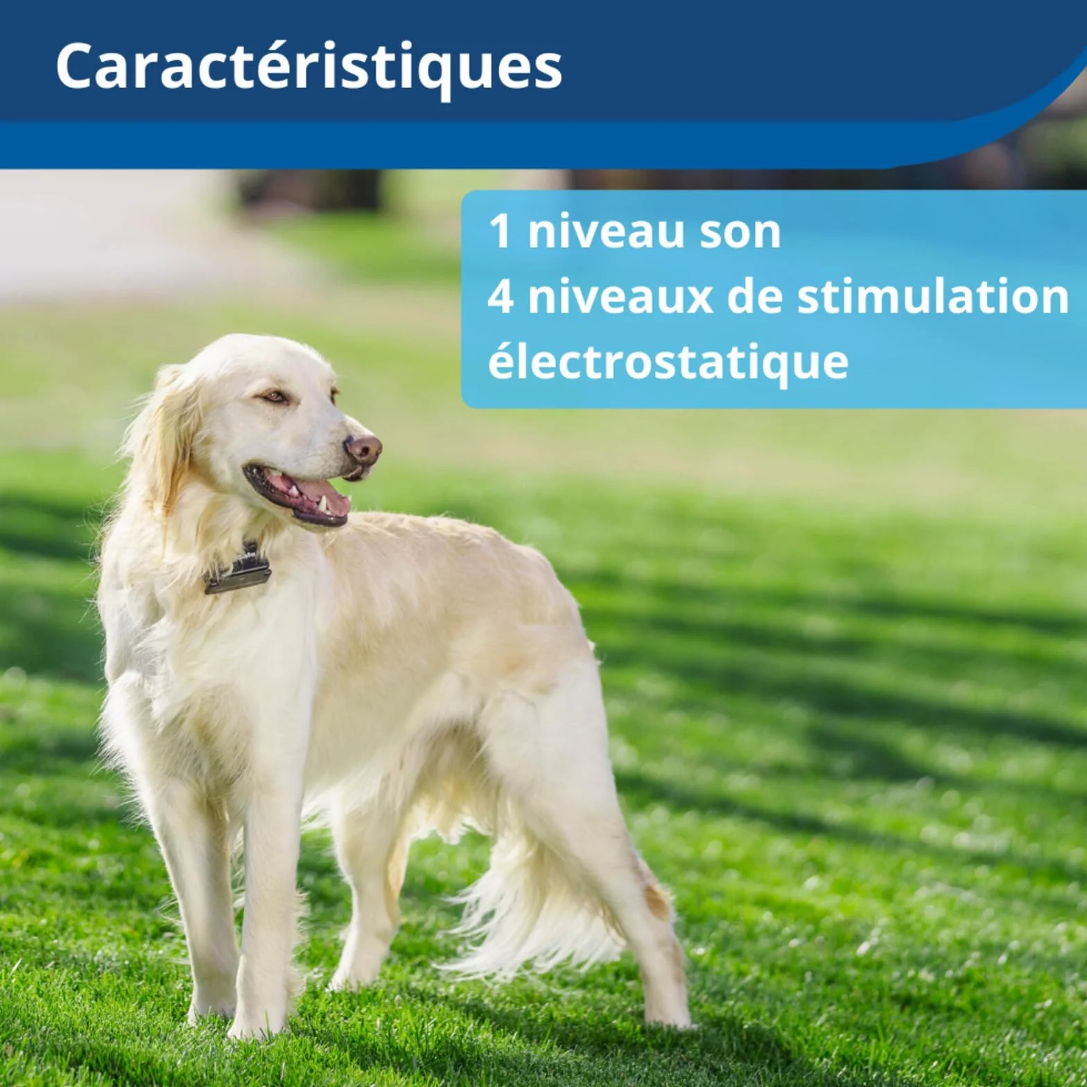 Petsafe Système De Clôture Anti-Fugue pour Chien Plus 3,6 Kg - 4 Niveaux De Stimulations - Imperméable - Jusqu'À 0.13 Hectares
