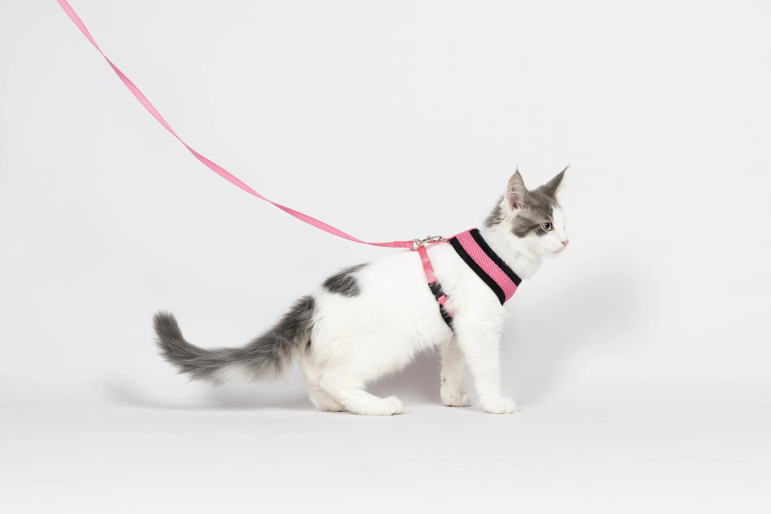 Harnais pour Chat Harms Rose avec Laisse 28cm 32-41cm 110cm Mesh Respirant Réglable