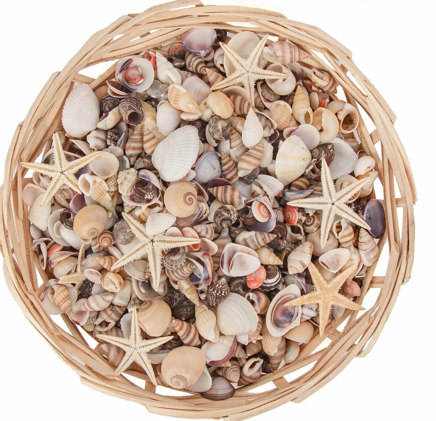 Mini Coquillages Mélangés 1000pcs 20 Variétés Naturels pour Travaux Manuels Bricolage