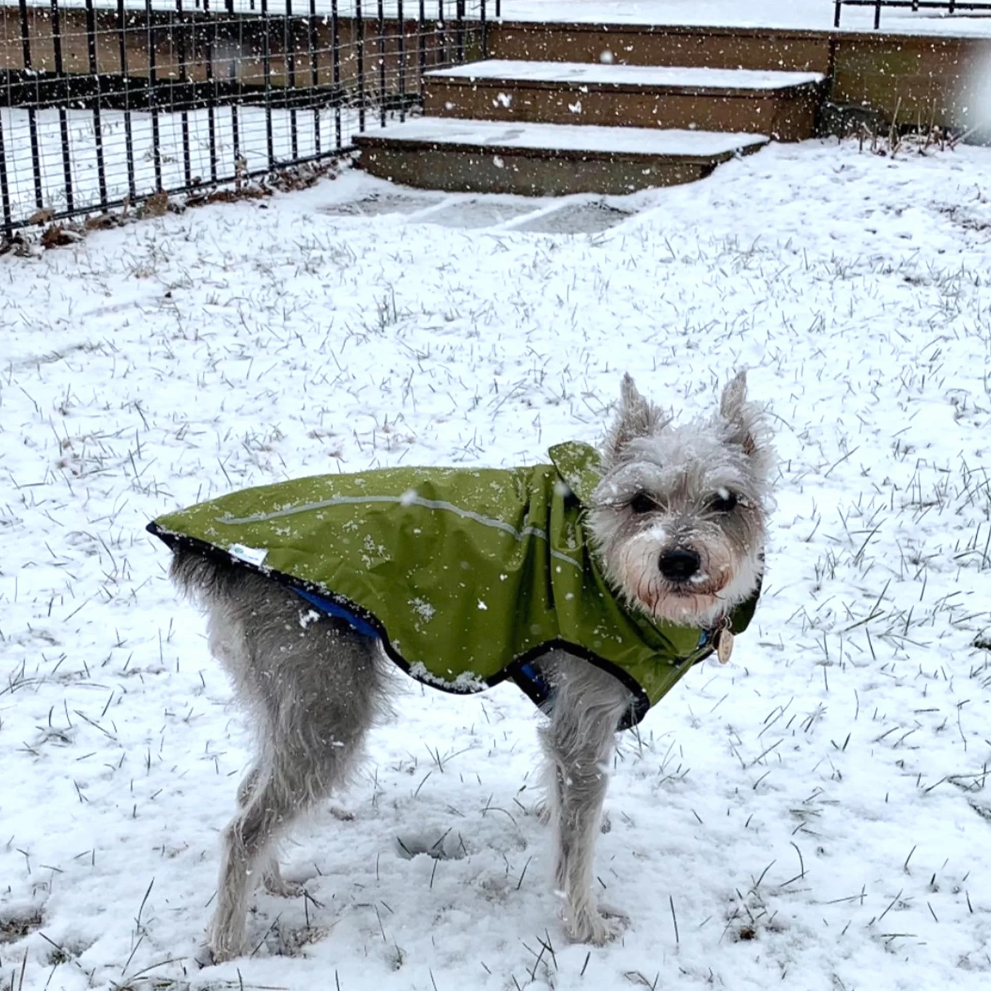 Mile High Life Imperméable pour Chien Veste de Pluie Réfléchissante Jaune Tilleul S