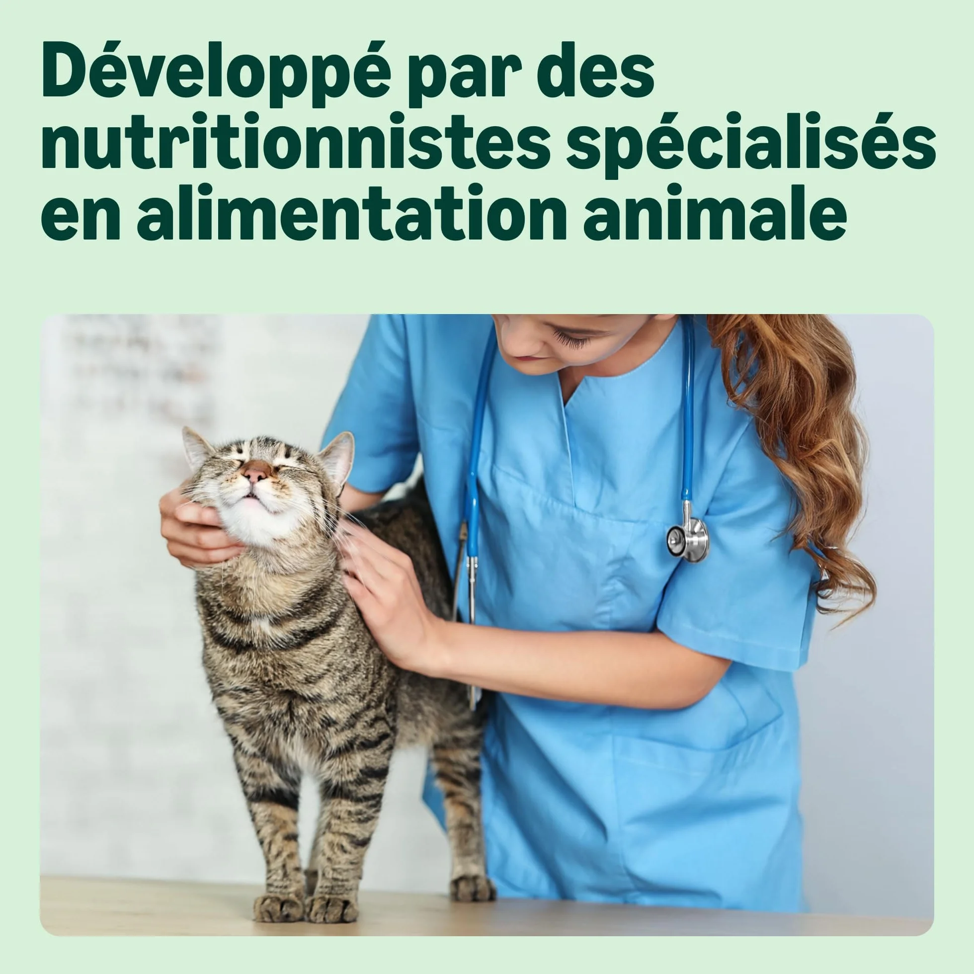 Amazon Complete Croquettes pour chats adultes au Saumon & riz, 10 kg