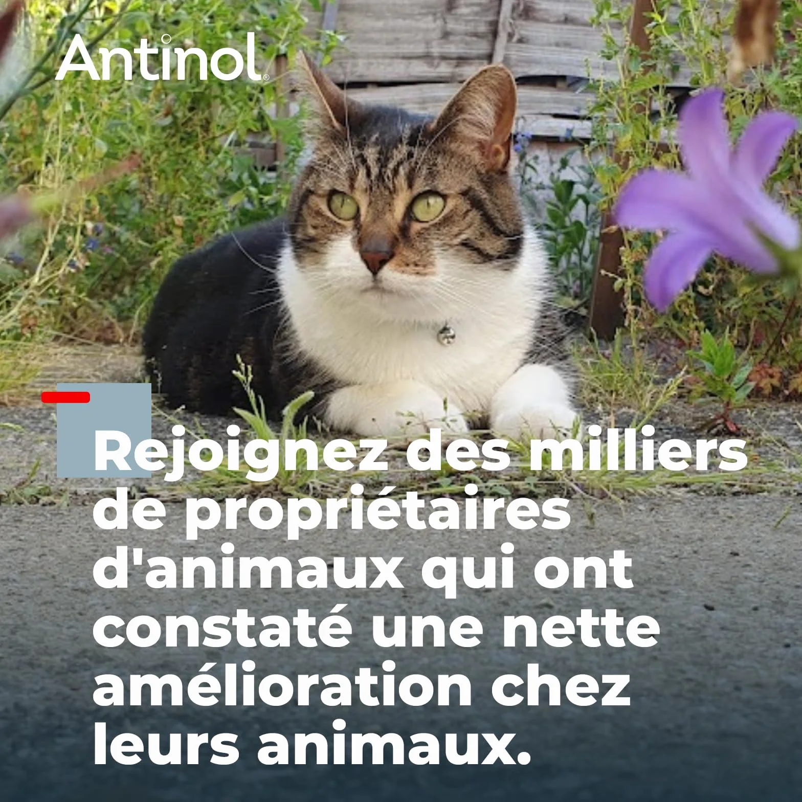 Antinol Complément Naturel des Chats Adultes Articulations Peau Huîtres Vertes Oméga 3 Vitamine E 90 Capsules