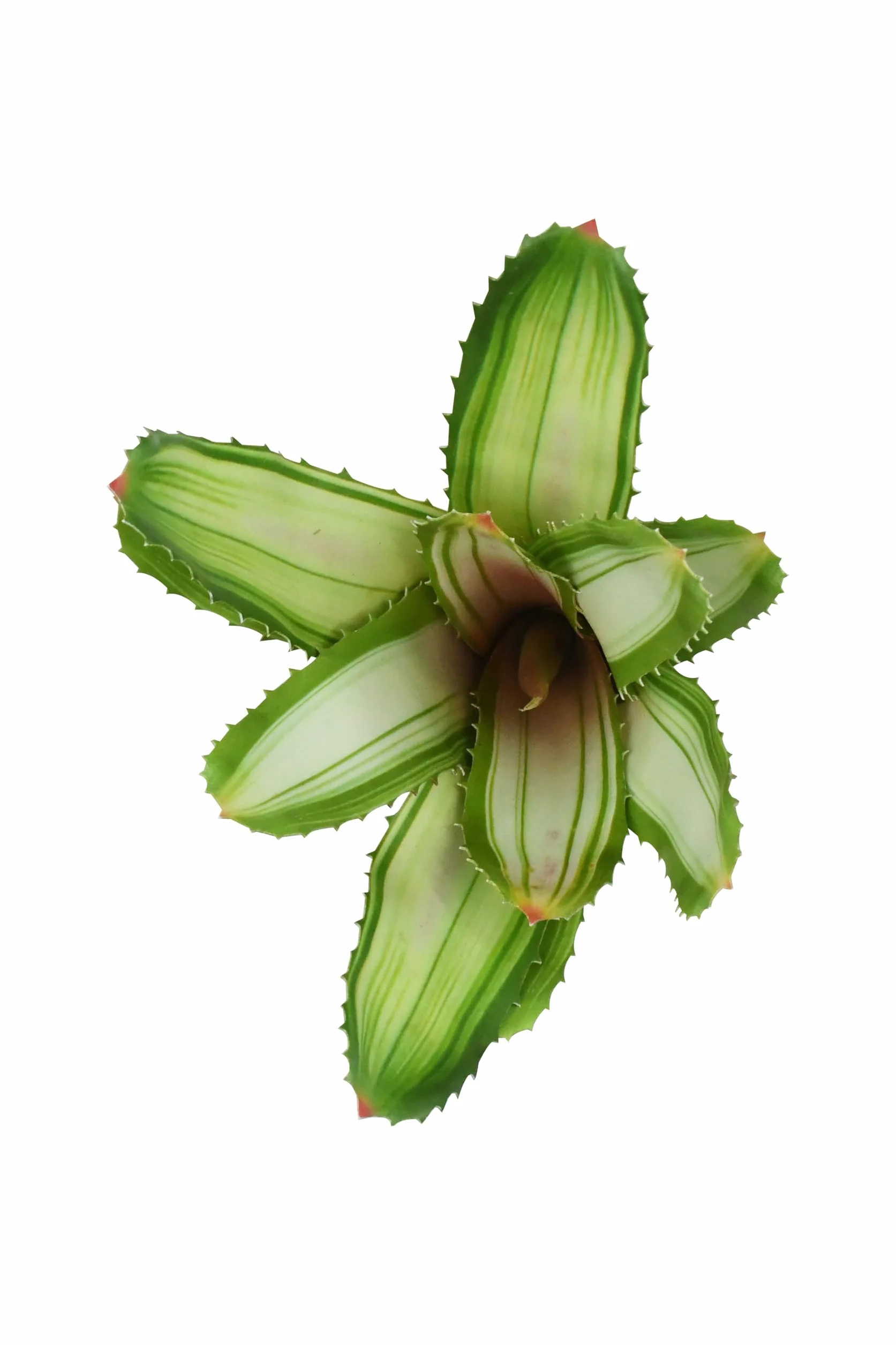 Lucky Reptile Scape it Easy Neoregelia Bromélia, plante décorative pour terrarium Blanc env. 20 cm