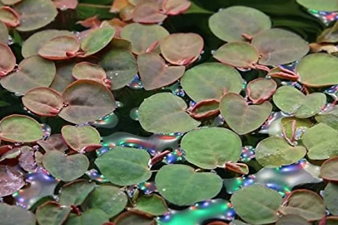 Phyllanthus fluitans Floatteur racines rouges in vitro aquarium