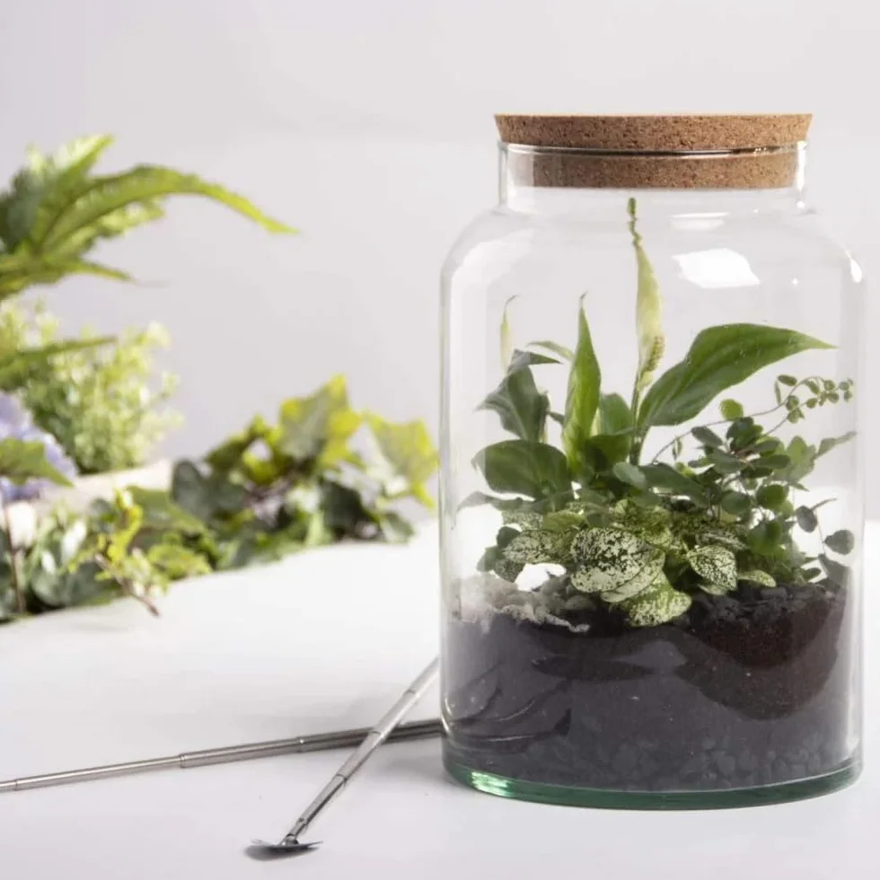 Esschert Design Bouteille de Terrarium Semi-Ouverte Moyenne Verre recyclé Liège