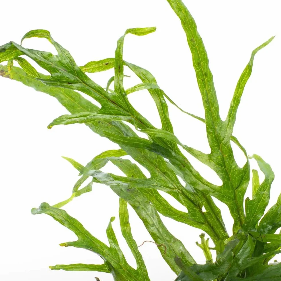 Microsorium Trident Set de 3 Plantes d’Aquarium Vivante Eau Douce