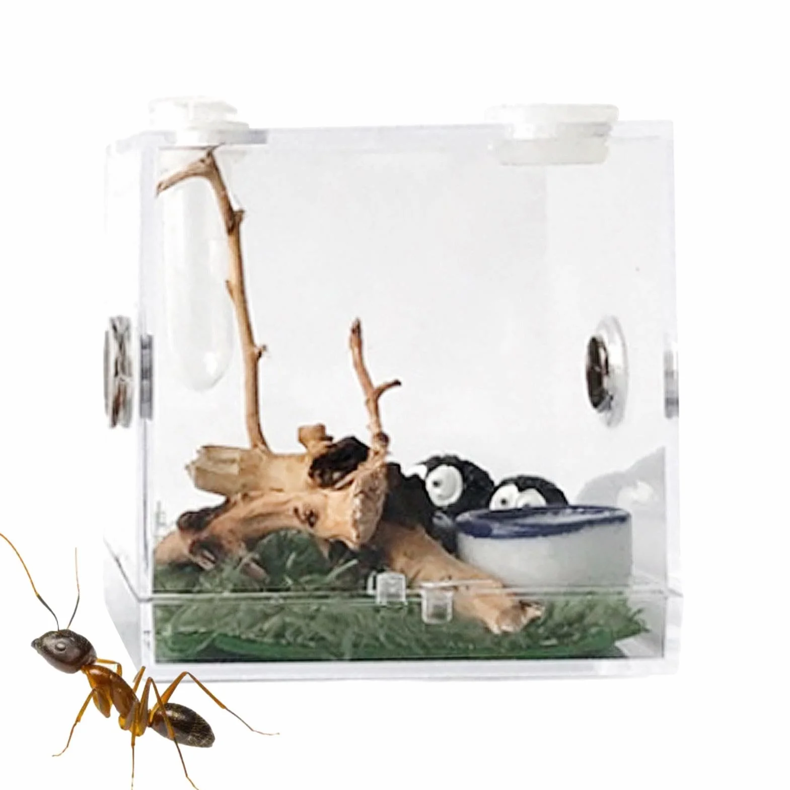 Terrarium acrylique pour araignée sauteuse avec motif d'alimentation, enclos pour reptile tarentule