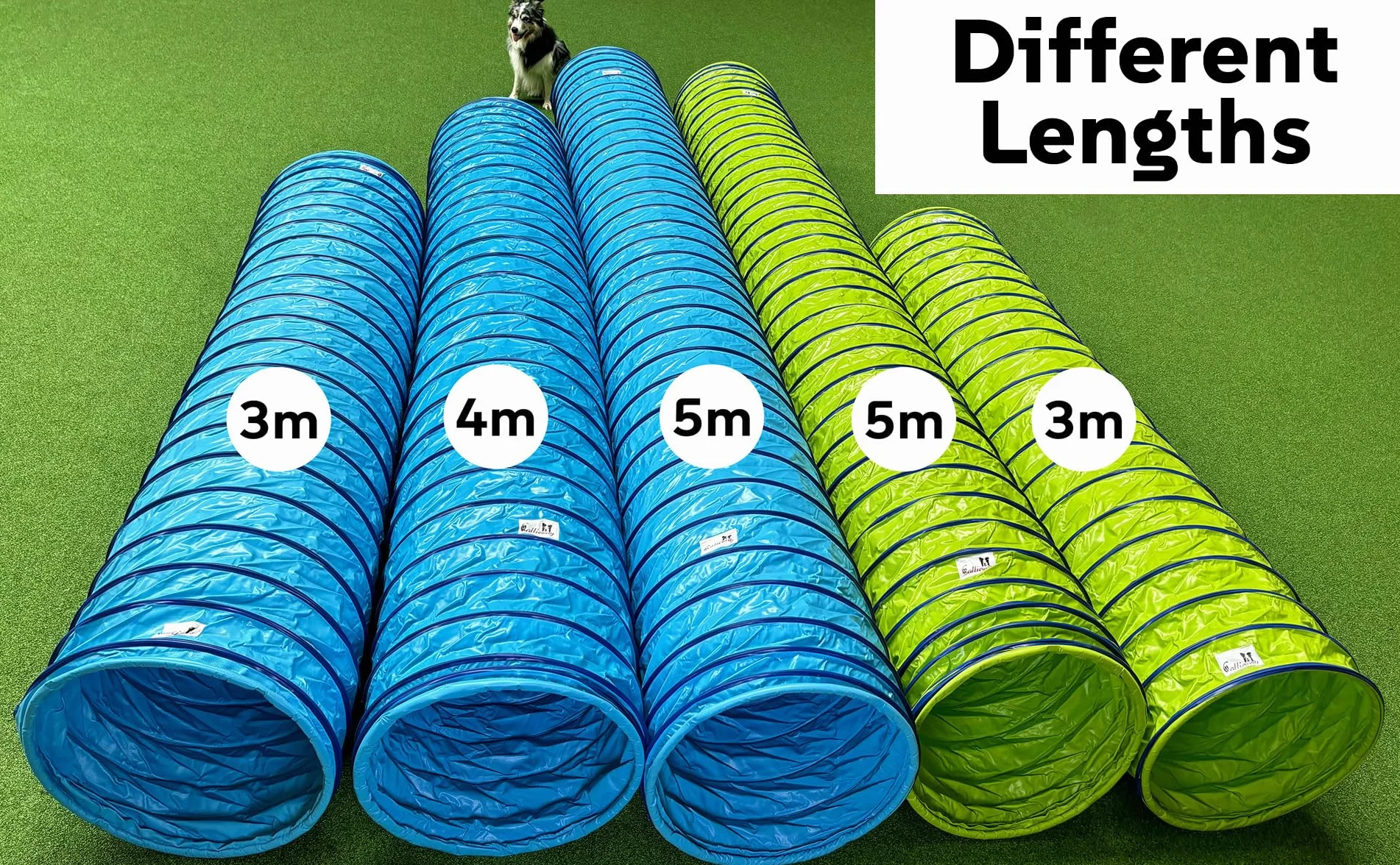 Tunnel d'agility pour chien Callieway® Profi 4m Bleu ciel-Cyan